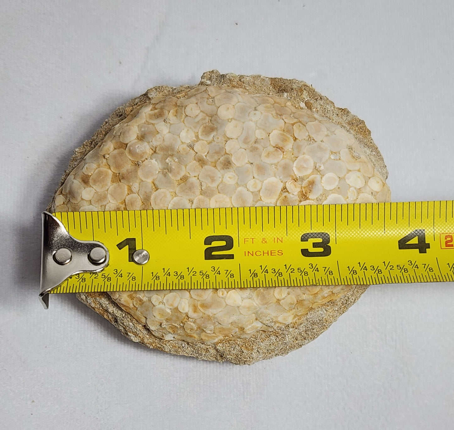 Fantastic Fossil Crusher Plate