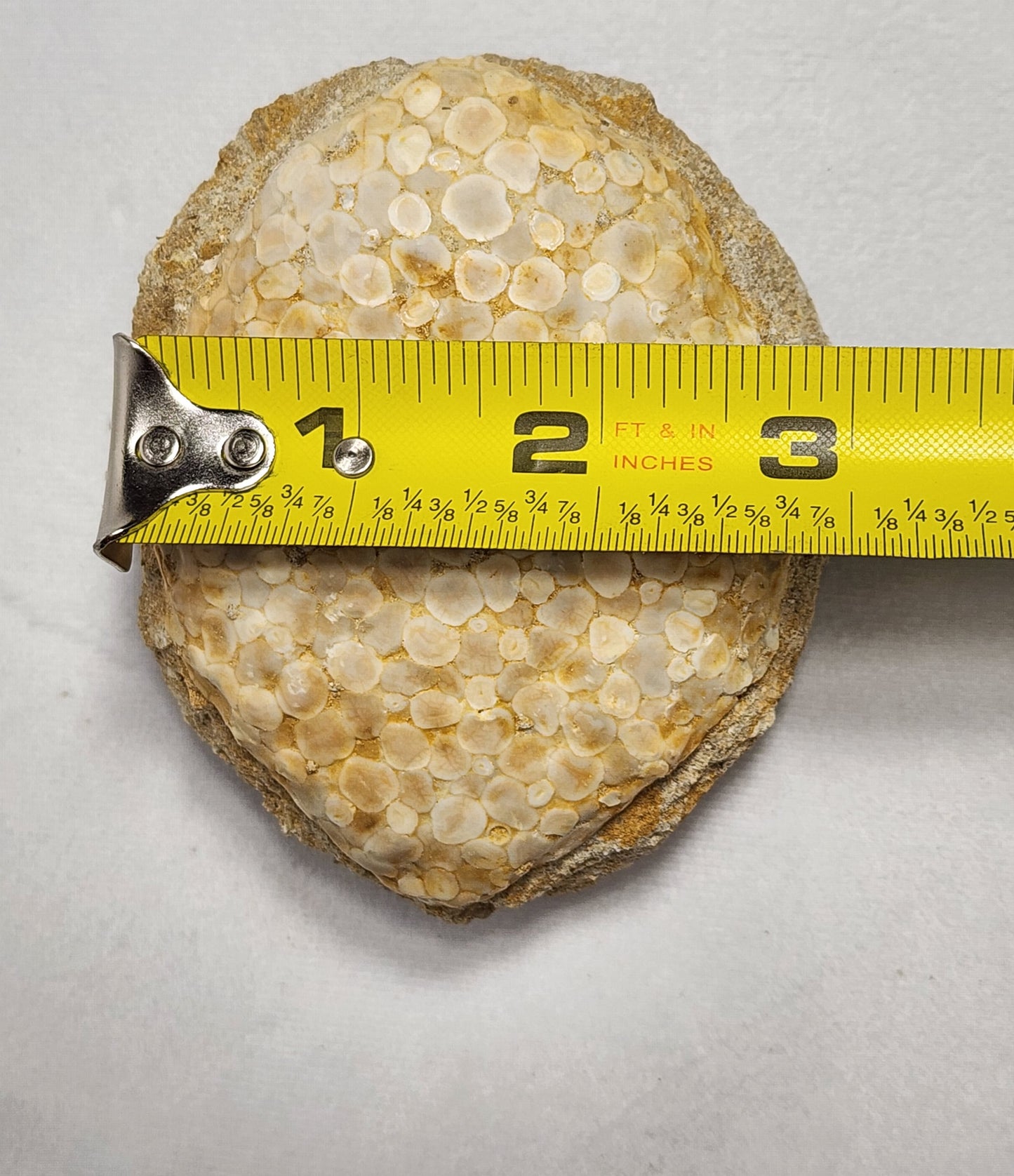 Fantastic Fossil Crusher Plate