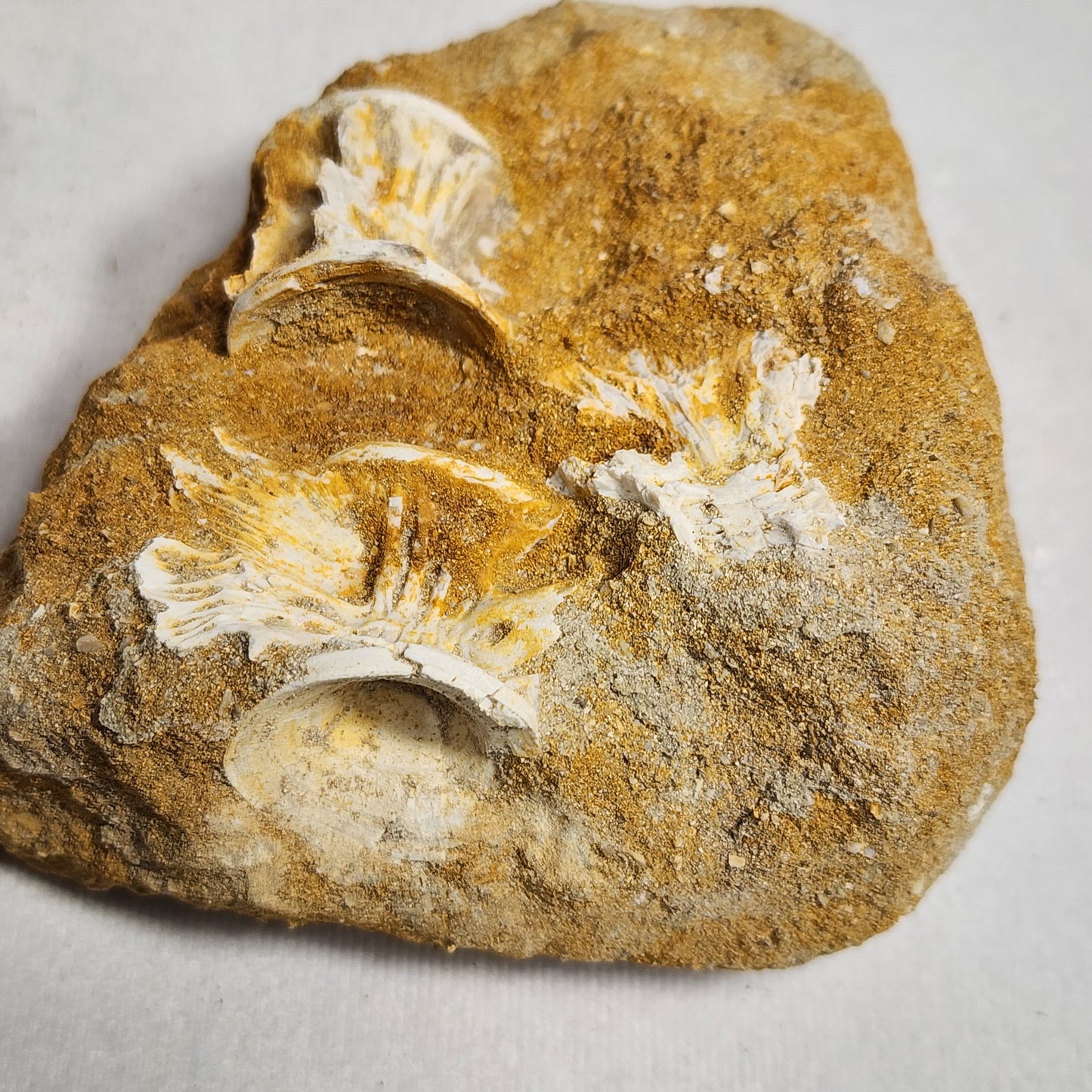 Fancy Fish Vertebrae in Matrix