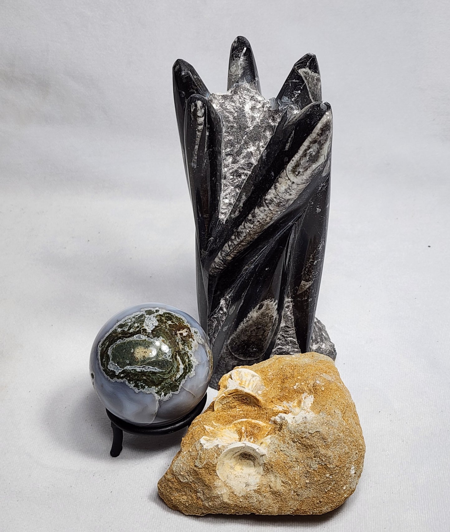 Fancy Fish Vertebrae in Matrix