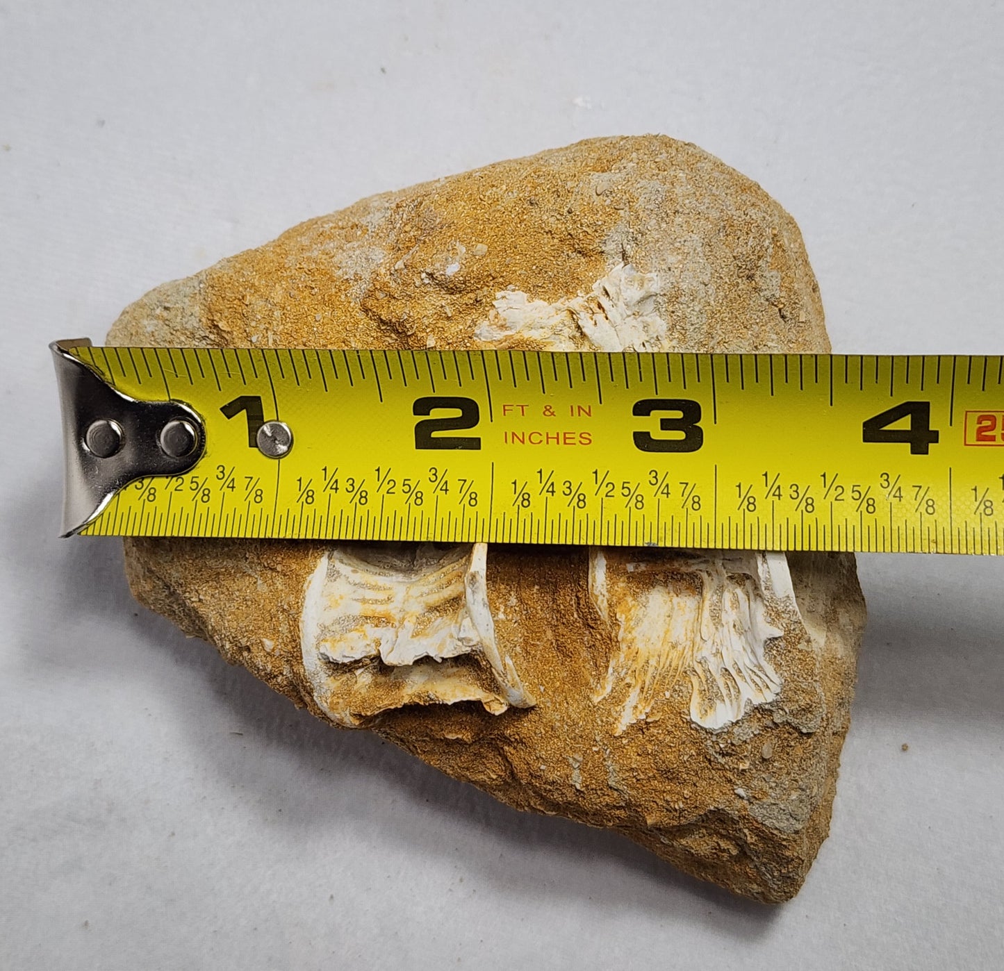 Fancy Fish Vertebrae in Matrix