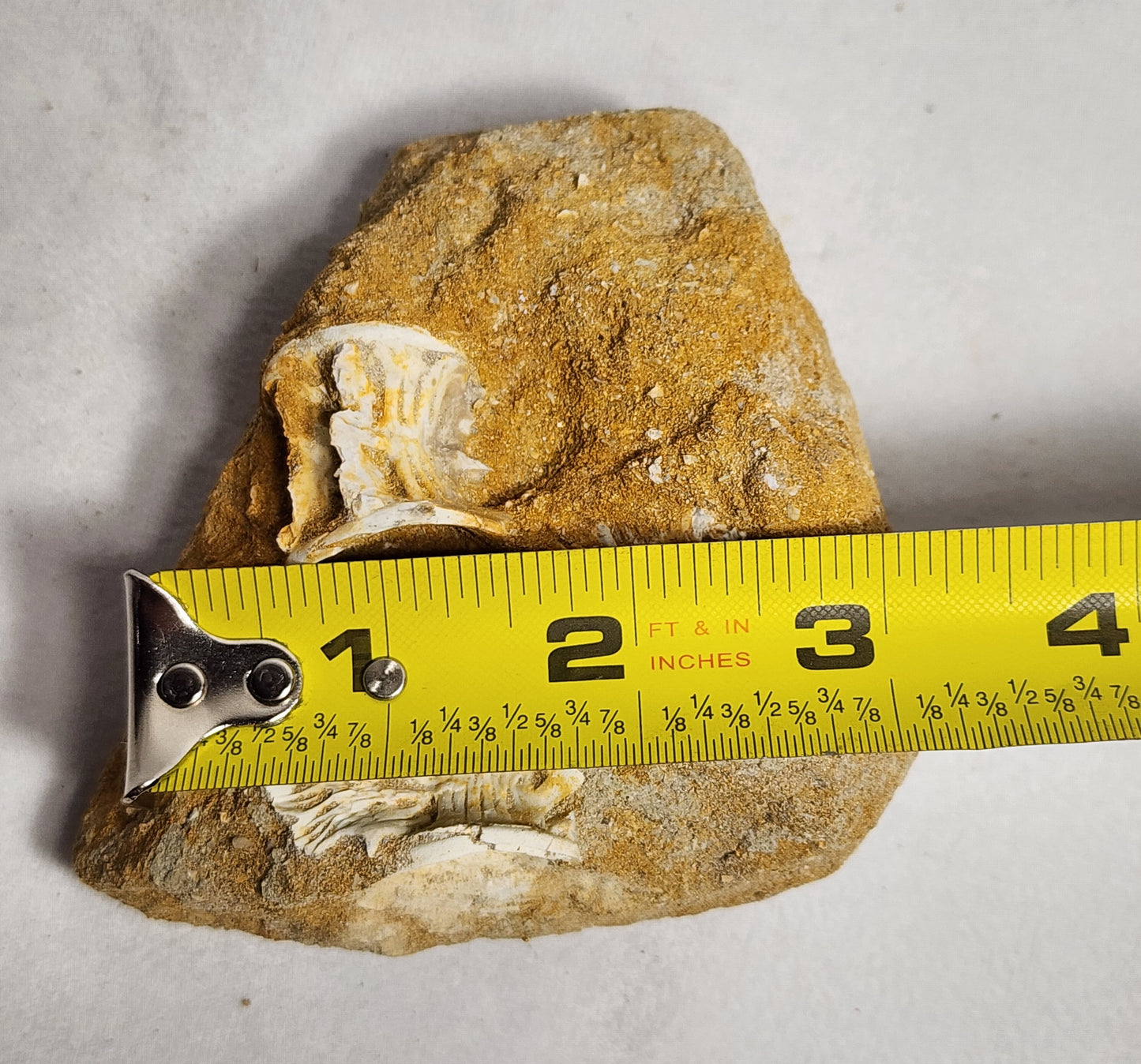 Fancy Fish Vertebrae in Matrix