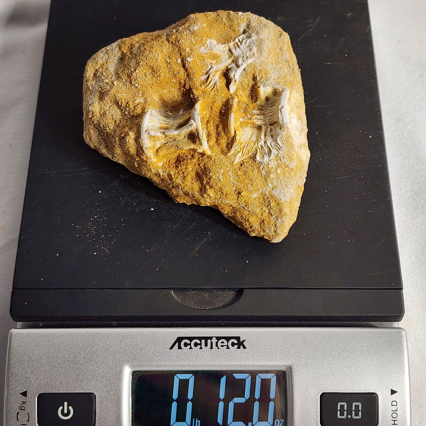 Fancy Fish Vertebrae in Matrix