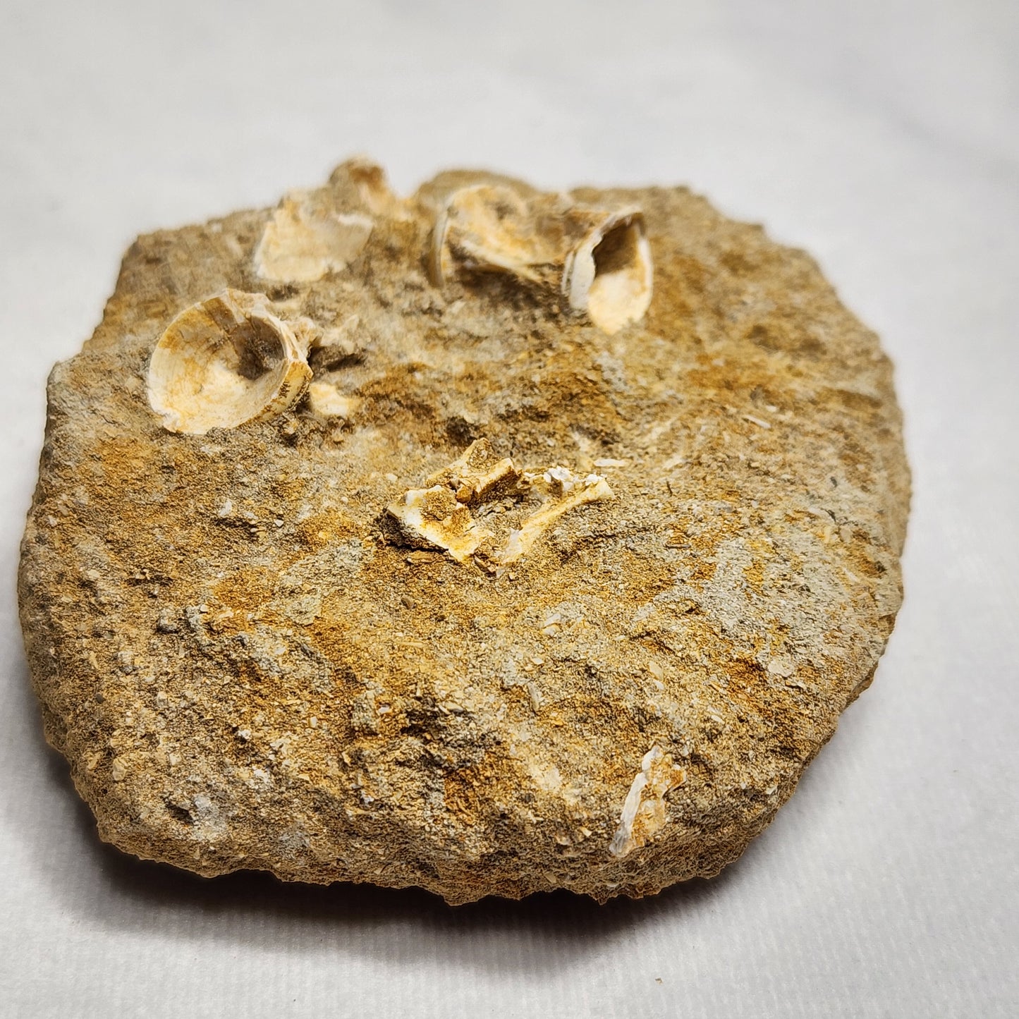 Fantastic Fish Vertebrae in Matrix