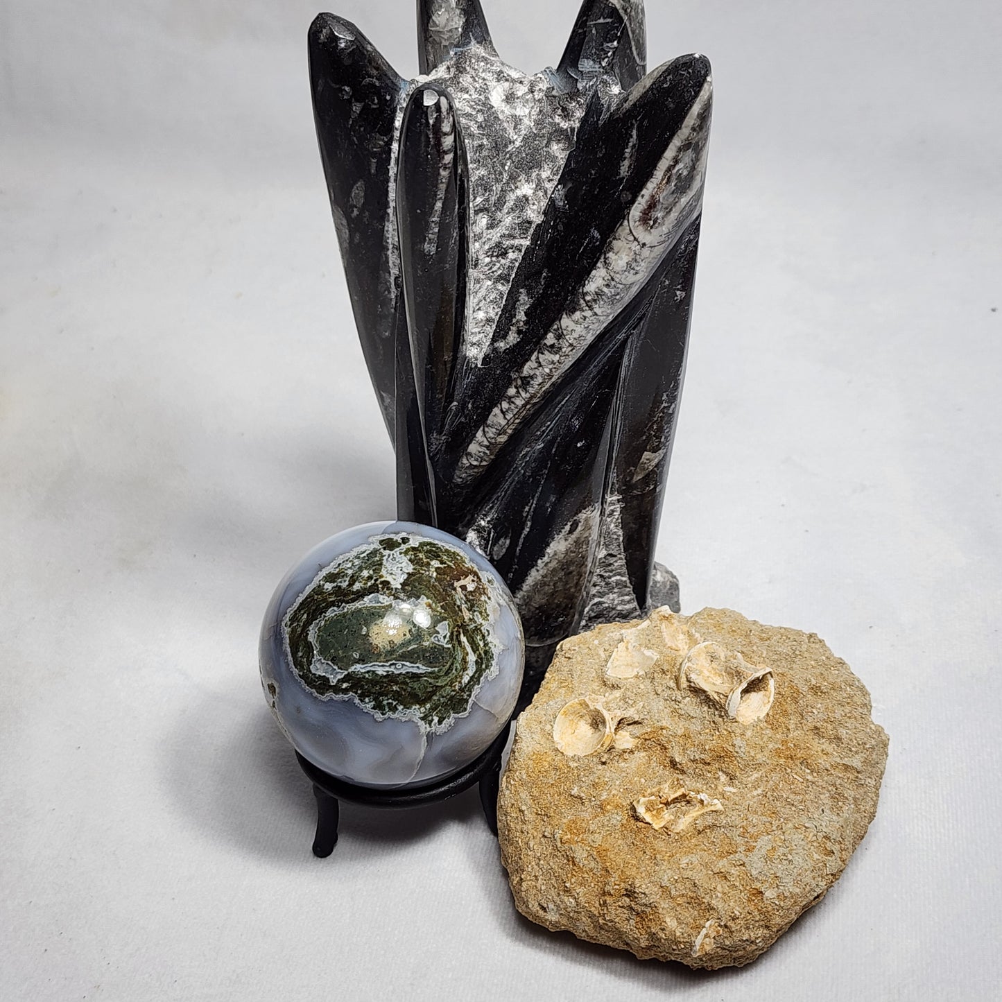 Fantastic Fish Vertebrae in Matrix