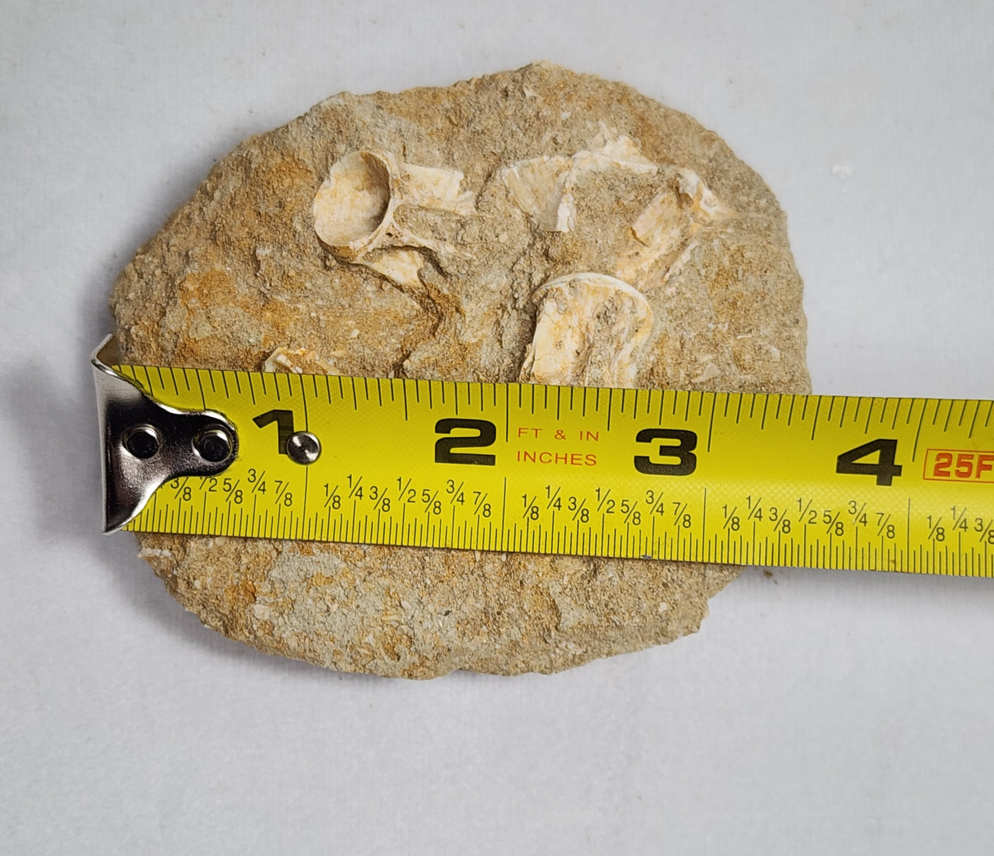 Fantastic Fish Vertebrae in Matrix