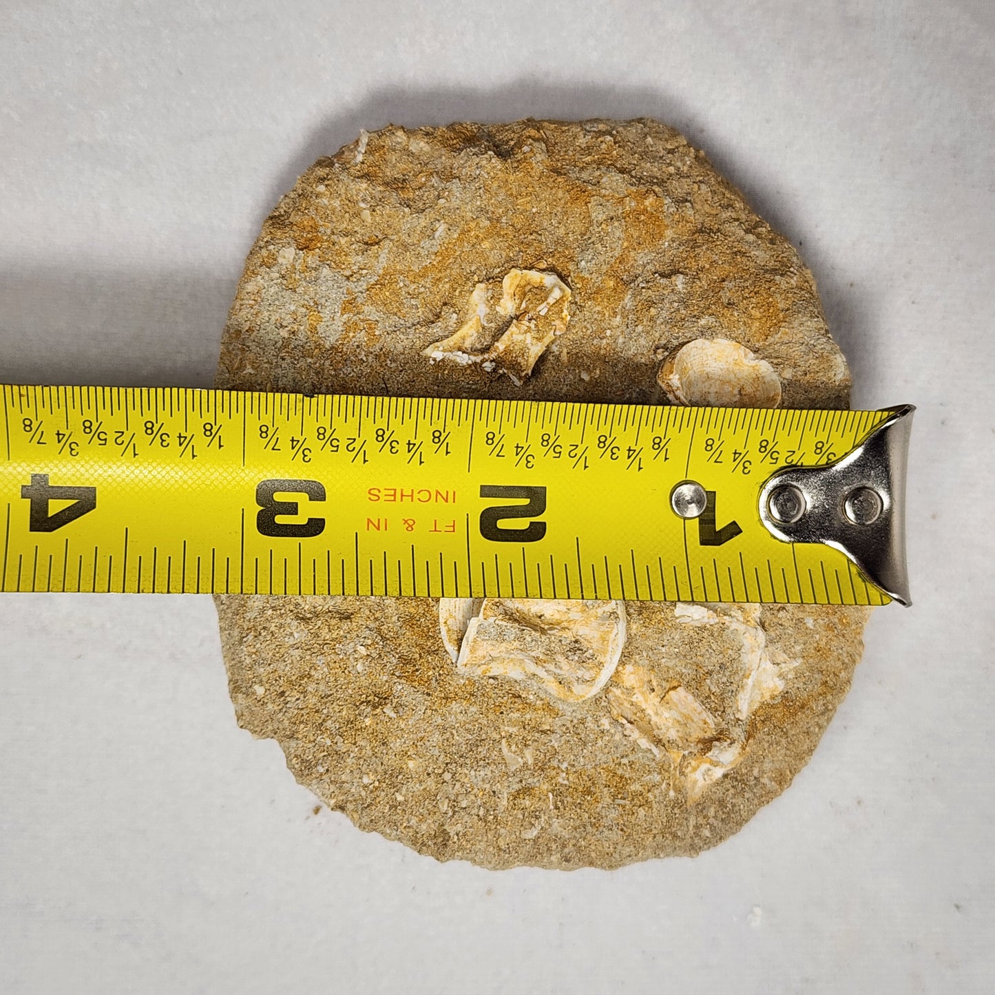 Fantastic Fish Vertebrae in Matrix