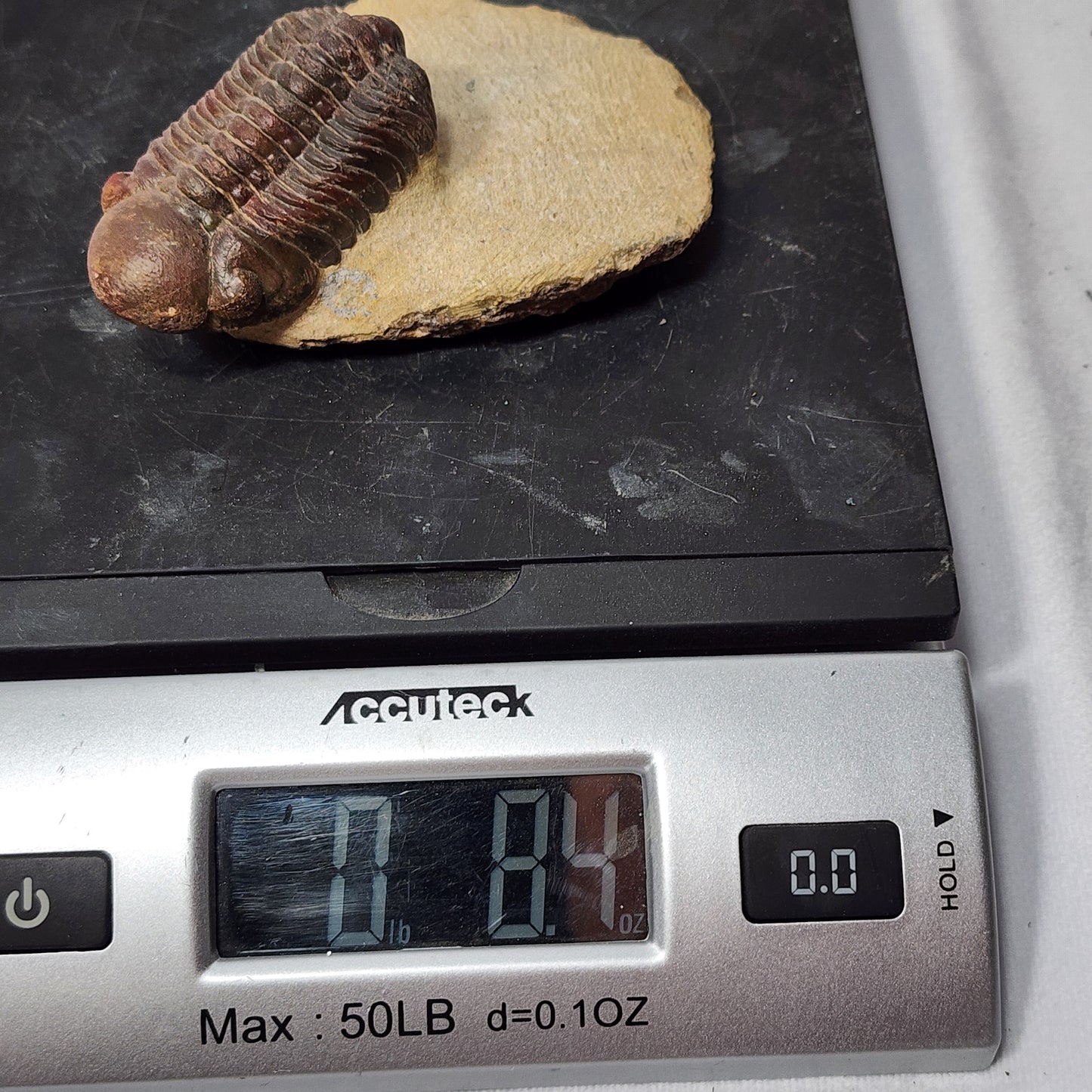 Terrific Trilobite from Morocco