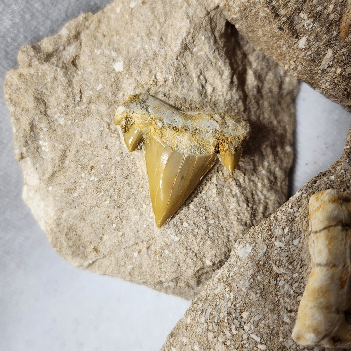 Cretolamna Teeth Package