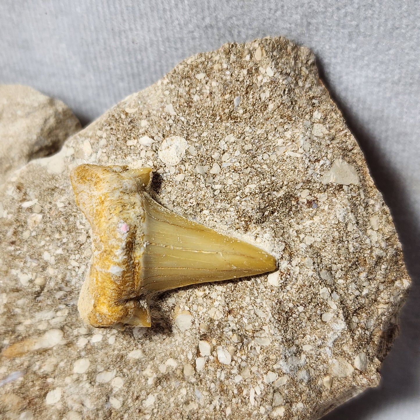Cretolamna Teeth Package