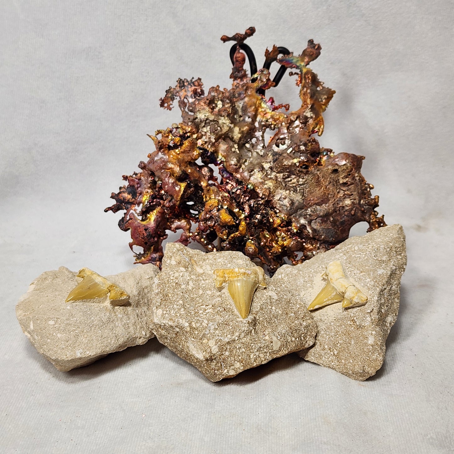 Cretolamna Teeth Package