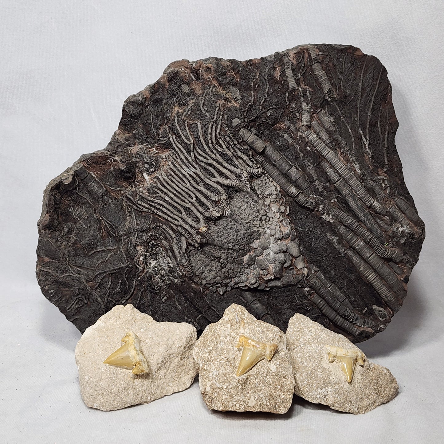 Cretolamna Teeth Package