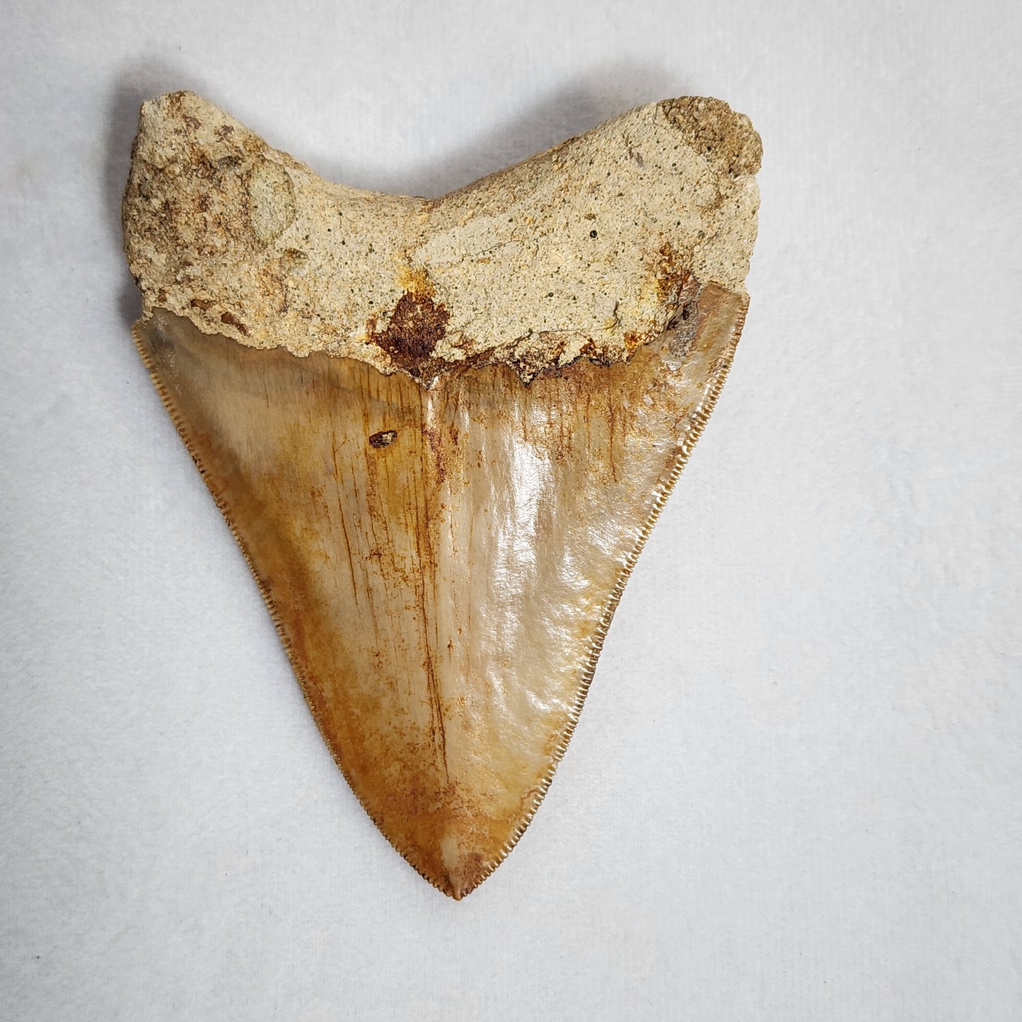 Beautiful Brown Meg Tooth 4"