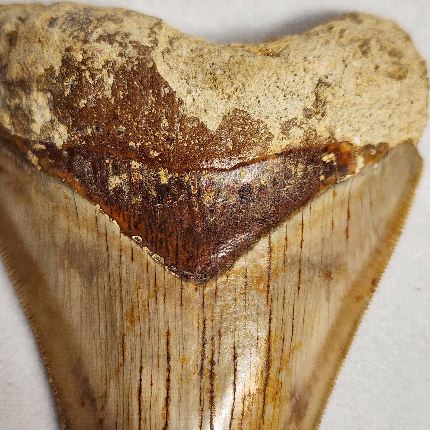 Beautiful Brown Meg Tooth 4"