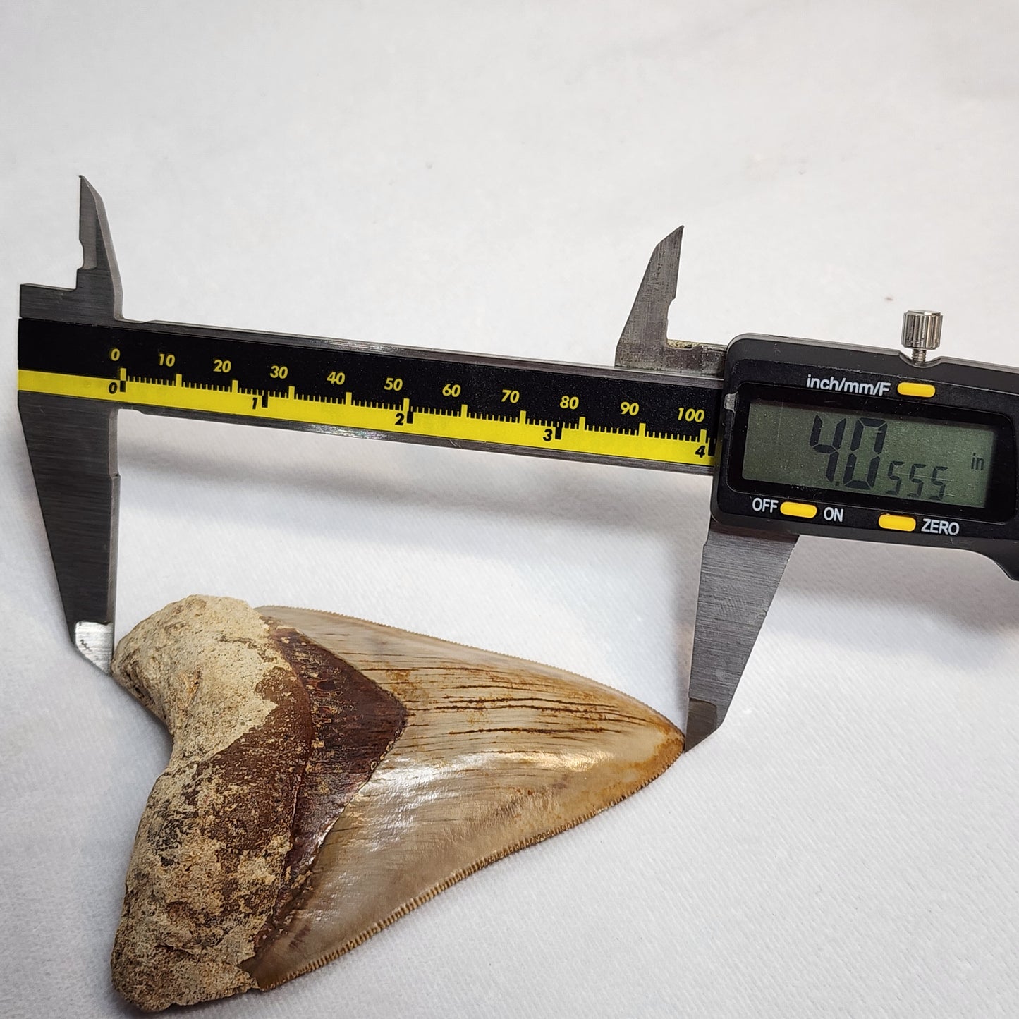 Beautiful Brown Meg Tooth 4"
