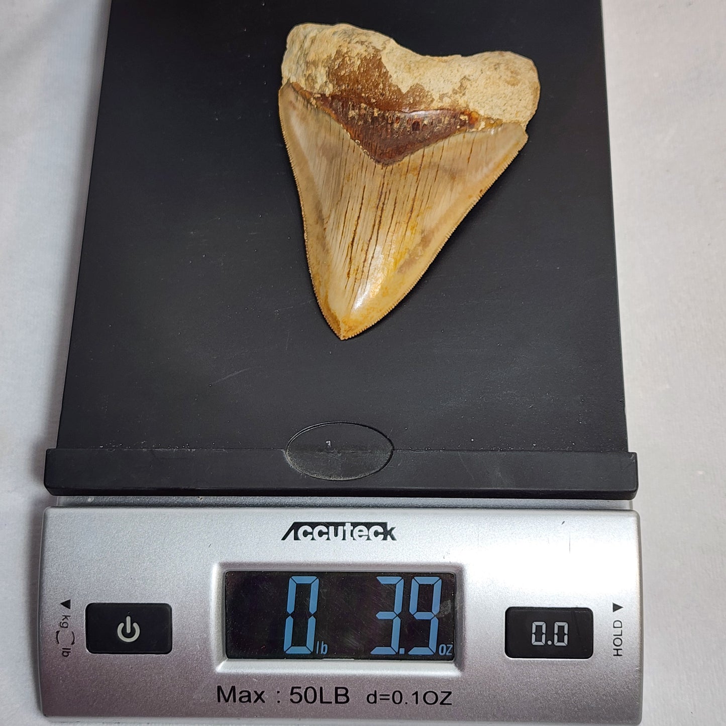 Beautiful Brown Meg Tooth 4"