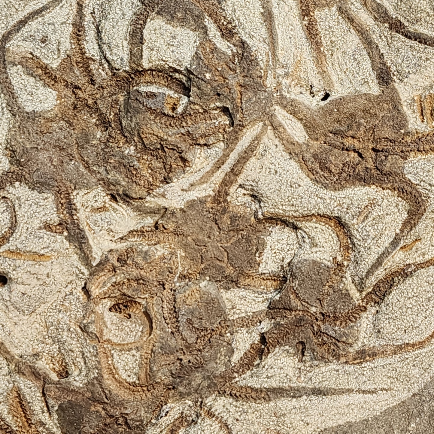 Magnificent Ophiura sp. Brittle Star Plate