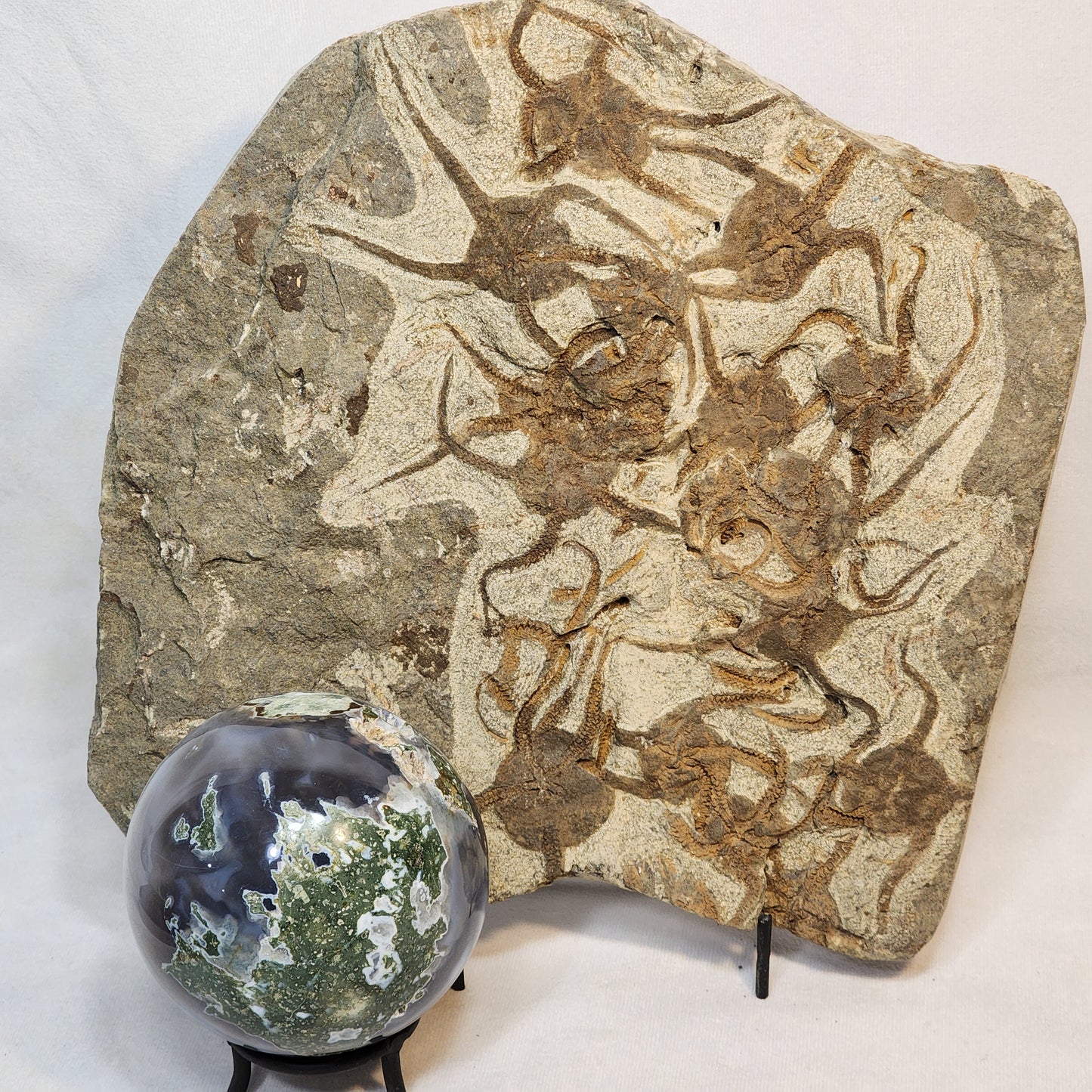 Magnificent Ophiura sp. Brittle Star Plate