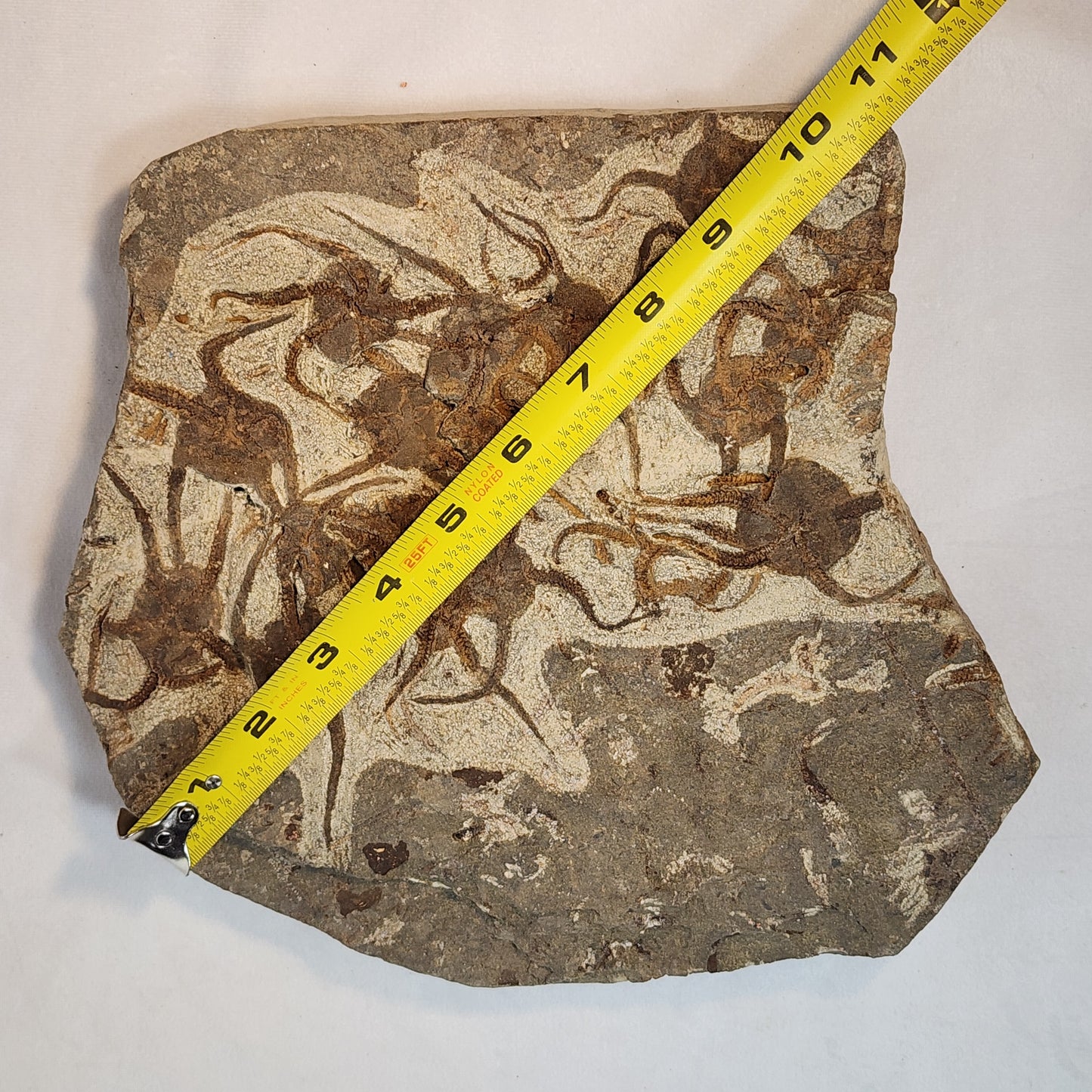 Magnificent Ophiura sp. Brittle Star Plate