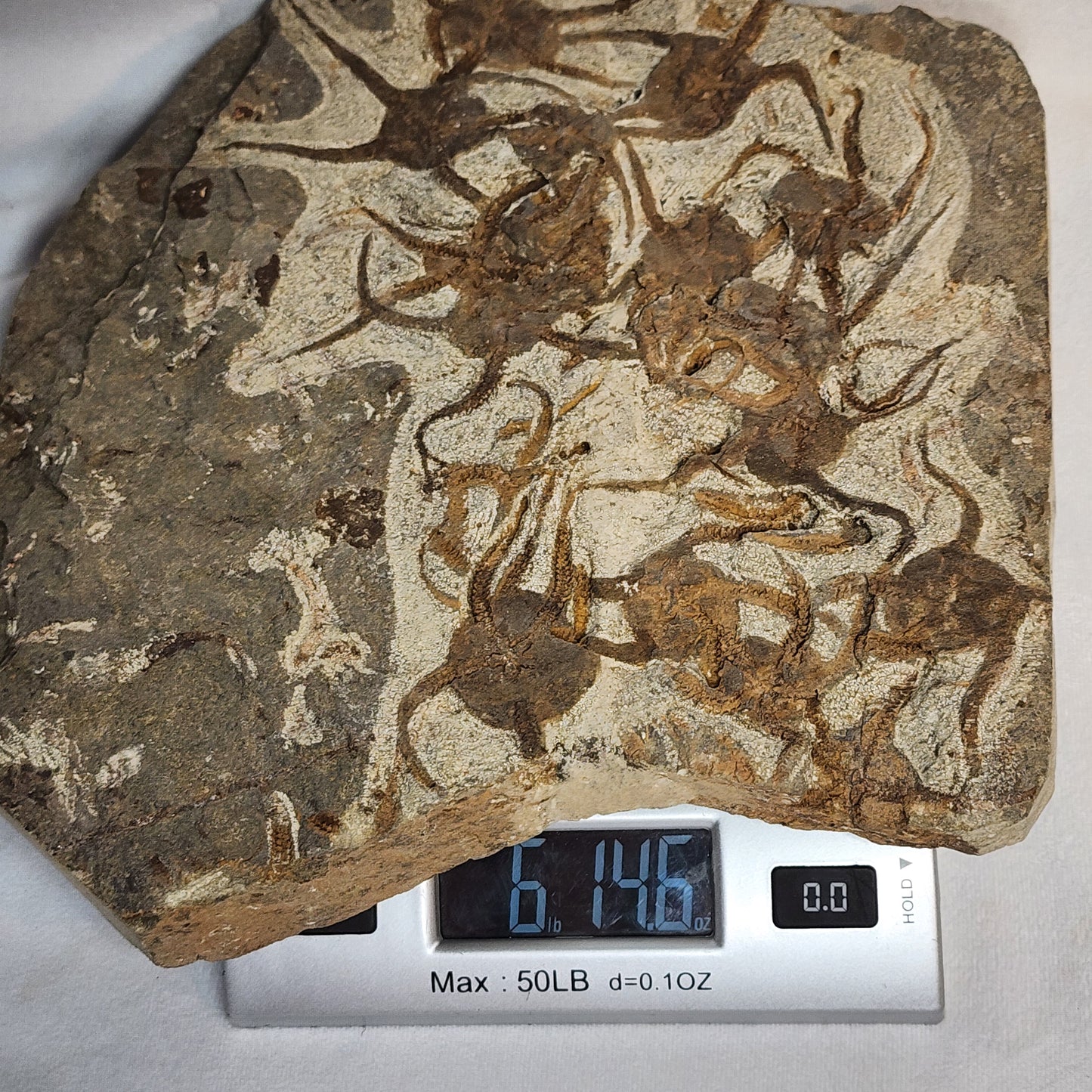Magnificent Ophiura sp. Brittle Star Plate