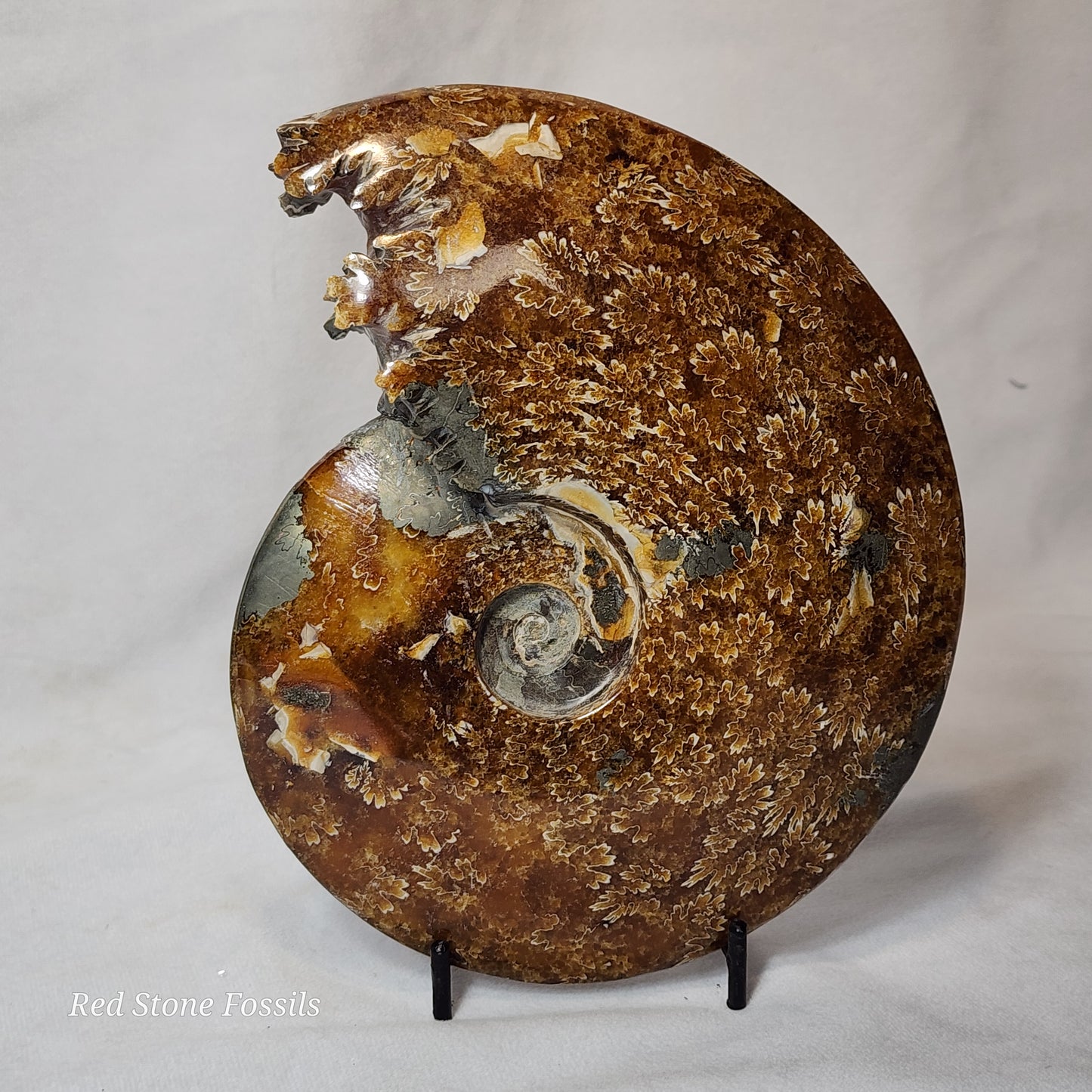 Polished Ammonite from Madagascar