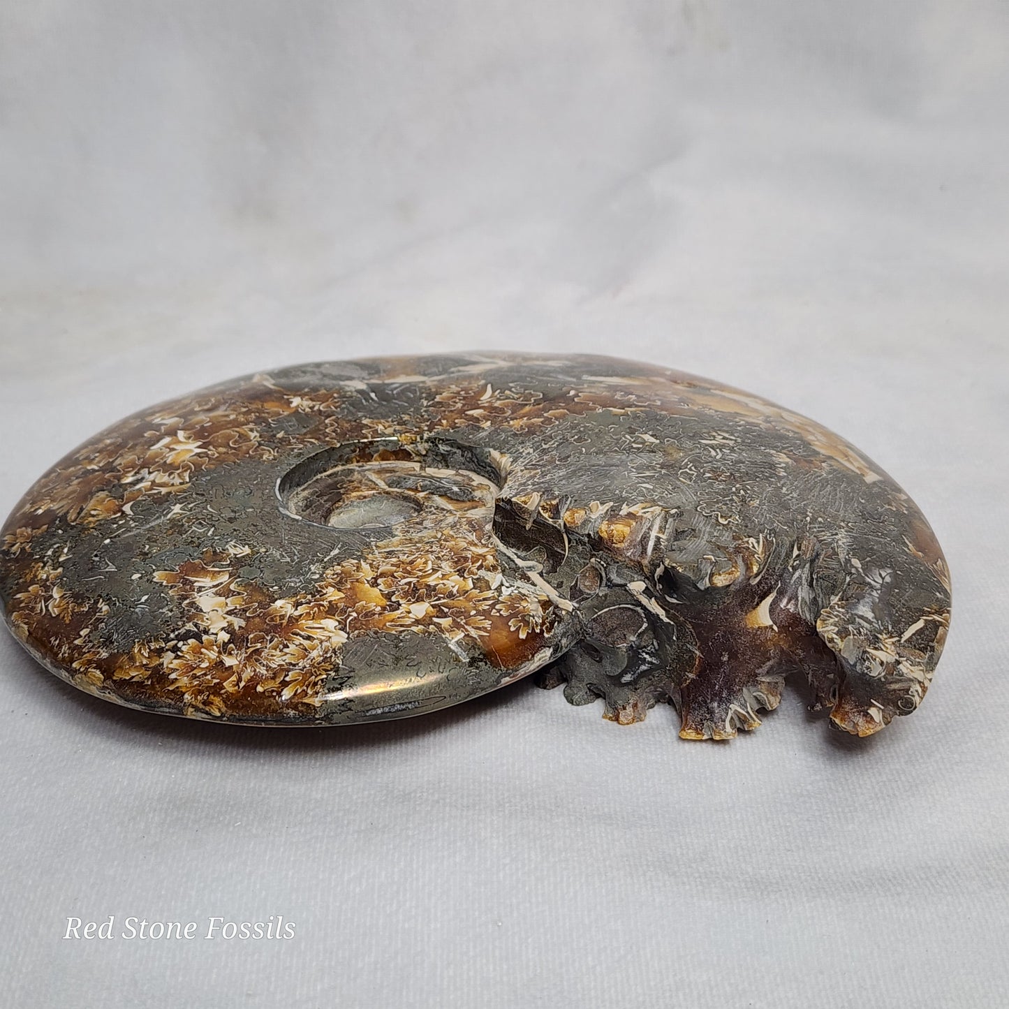 Polished Ammonite from Madagascar
