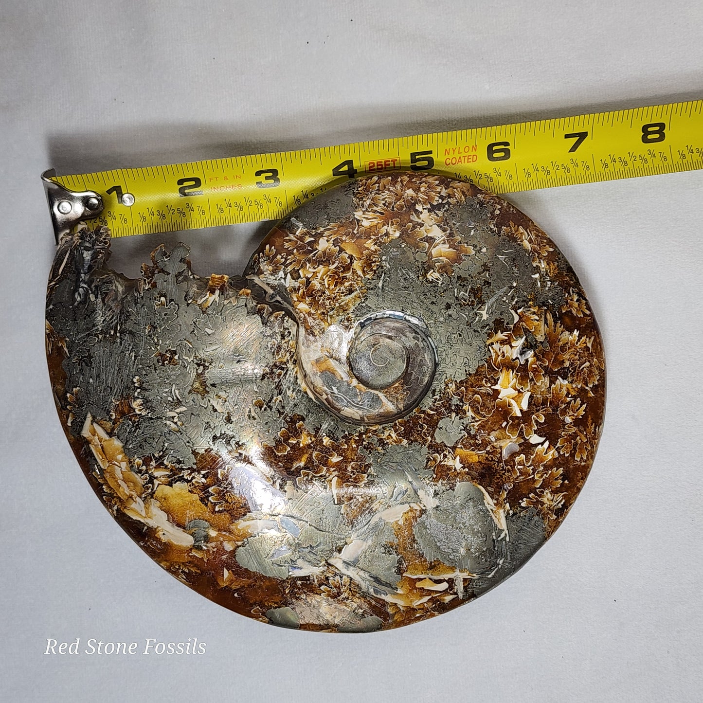 Polished Ammonite from Madagascar
