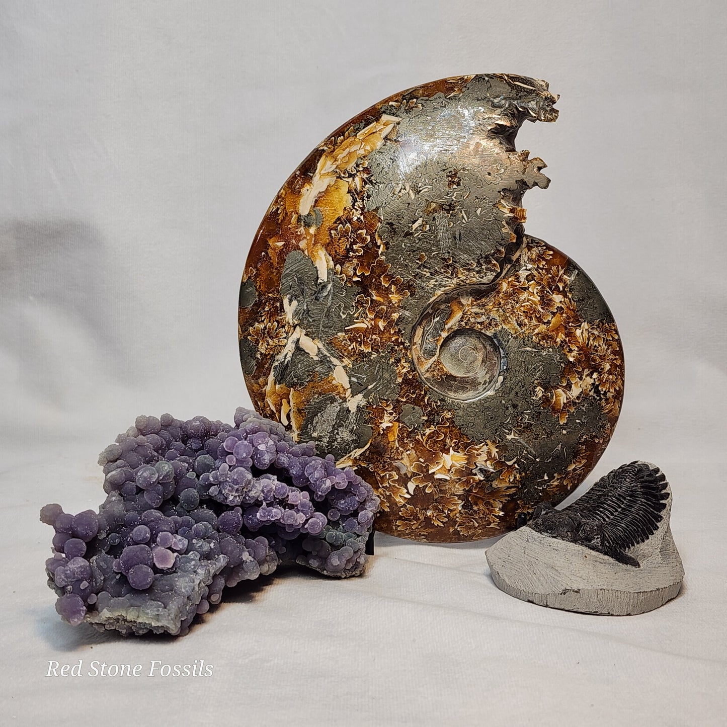 Polished Ammonite from Madagascar