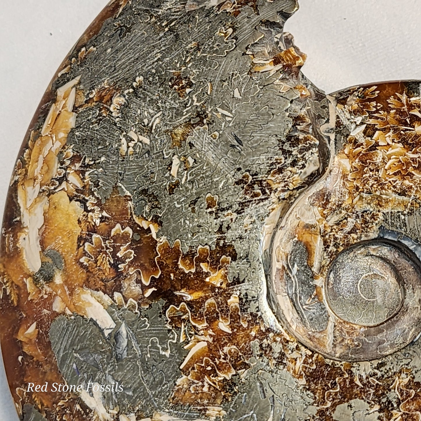 Polished Ammonite from Madagascar