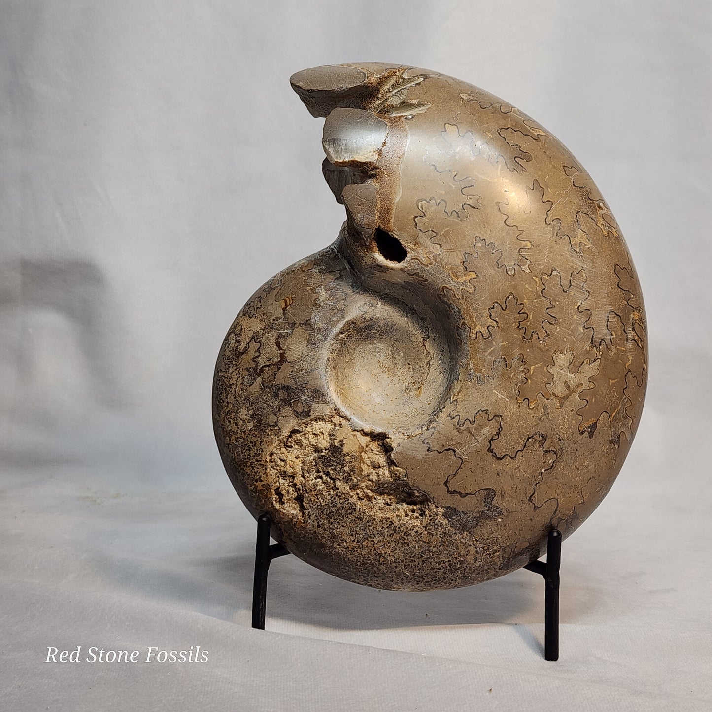 Polished Ammonite with Captivating Crystal Cavities