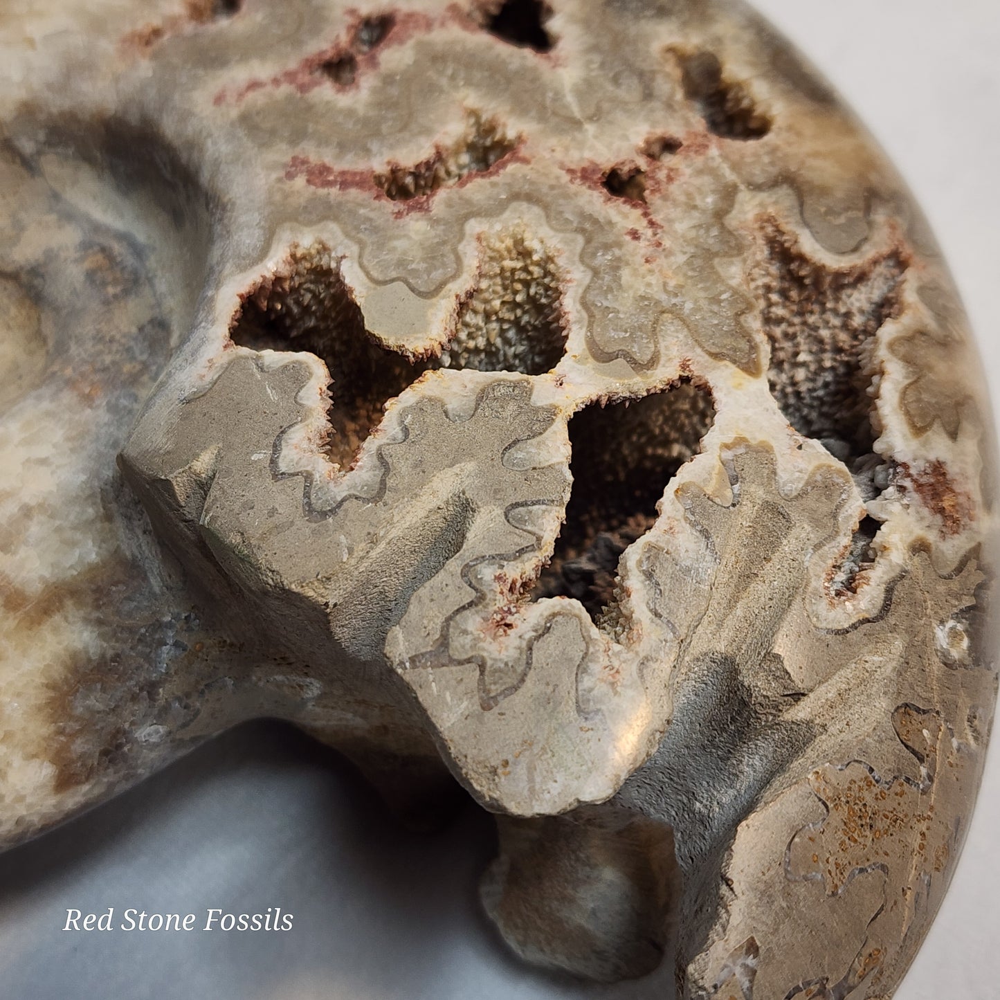 Polished Ammonite with Captivating Crystal Cavities
