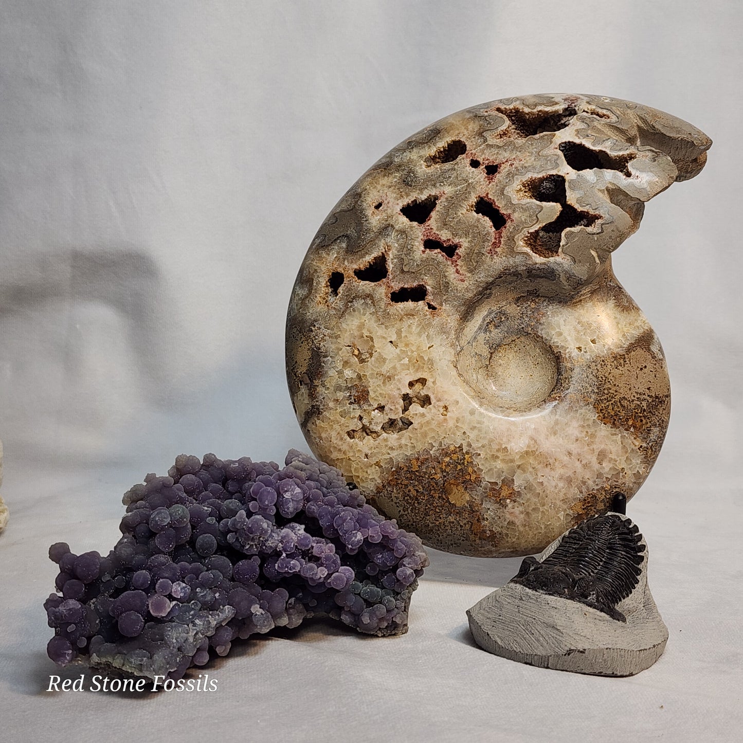 Polished Ammonite with Captivating Crystal Cavities