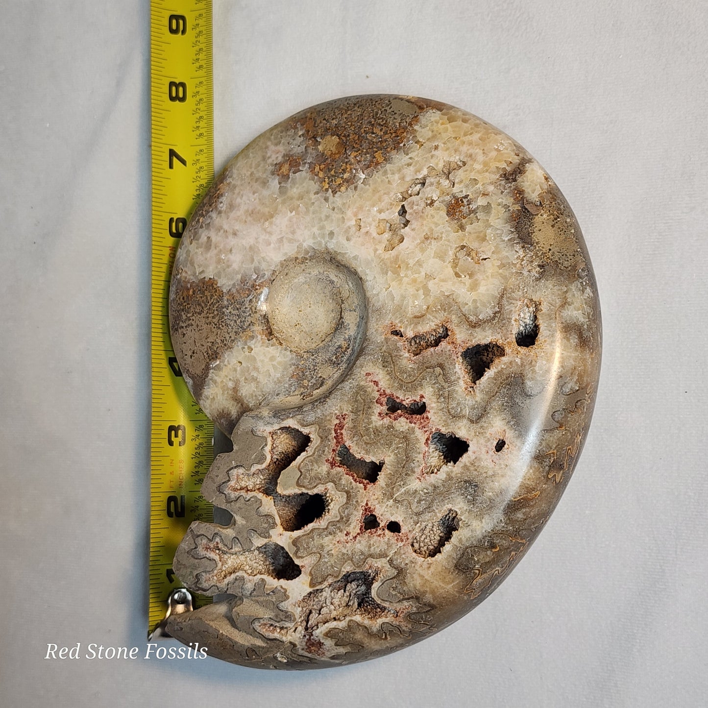 Polished Ammonite with Captivating Crystal Cavities