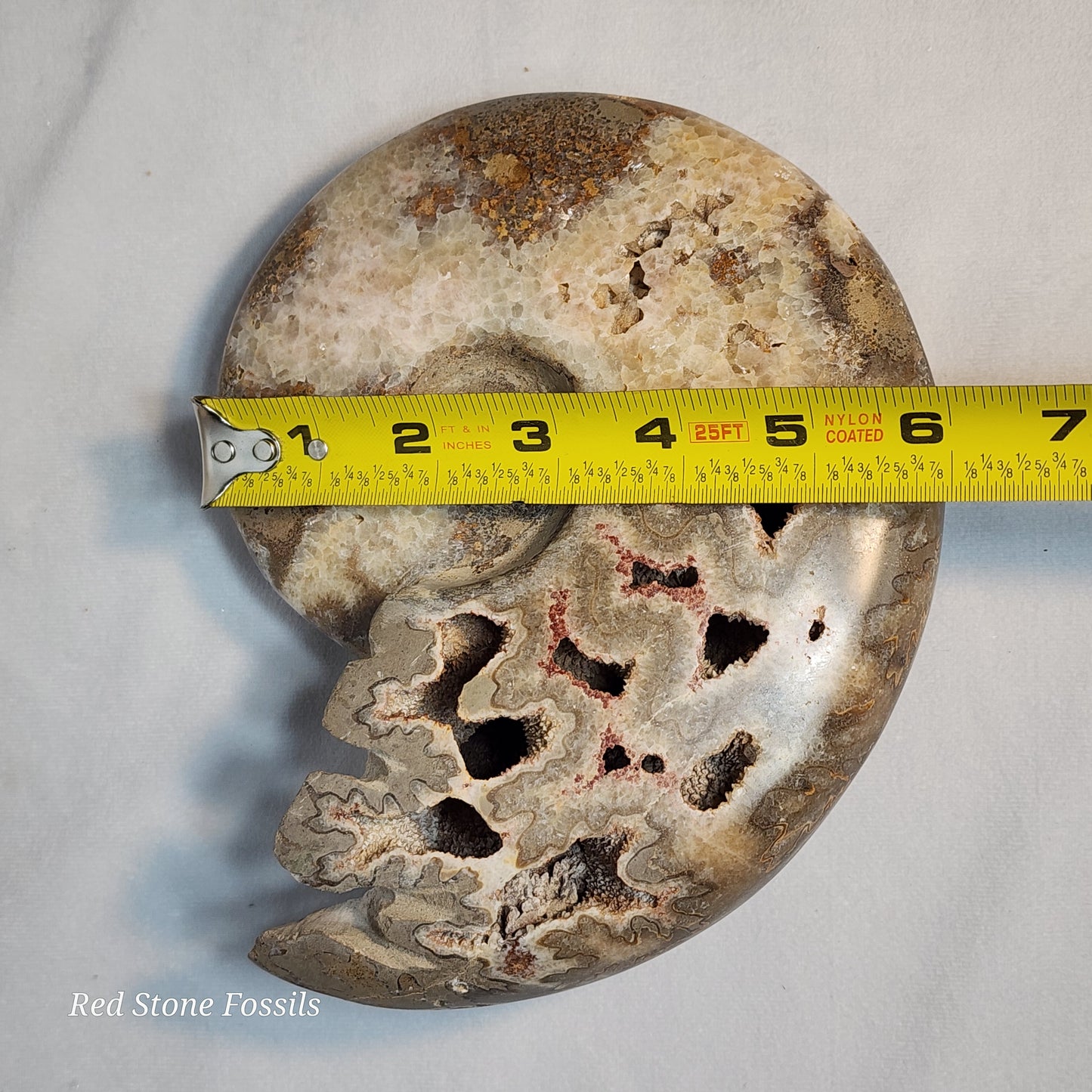 Polished Ammonite with Captivating Crystal Cavities
