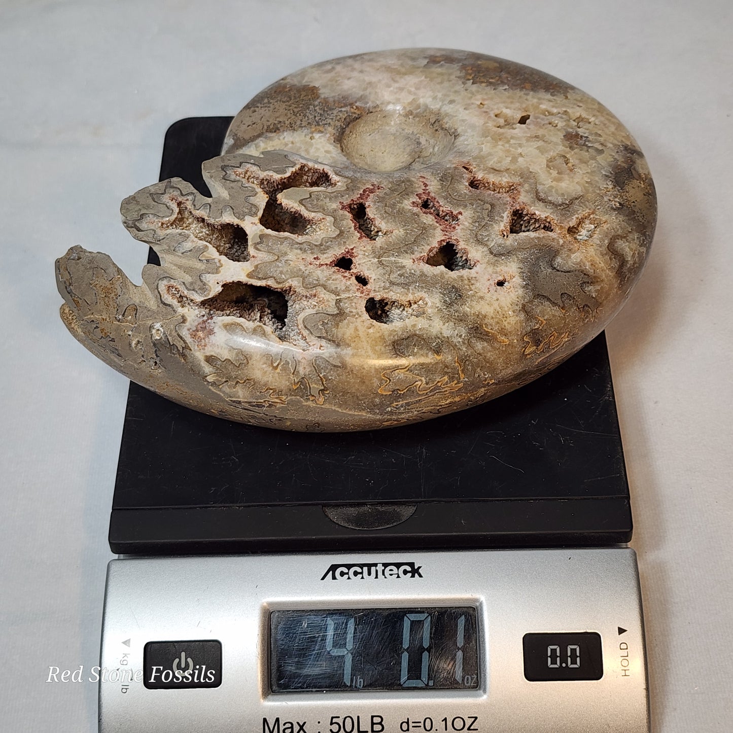 Polished Ammonite with Captivating Crystal Cavities