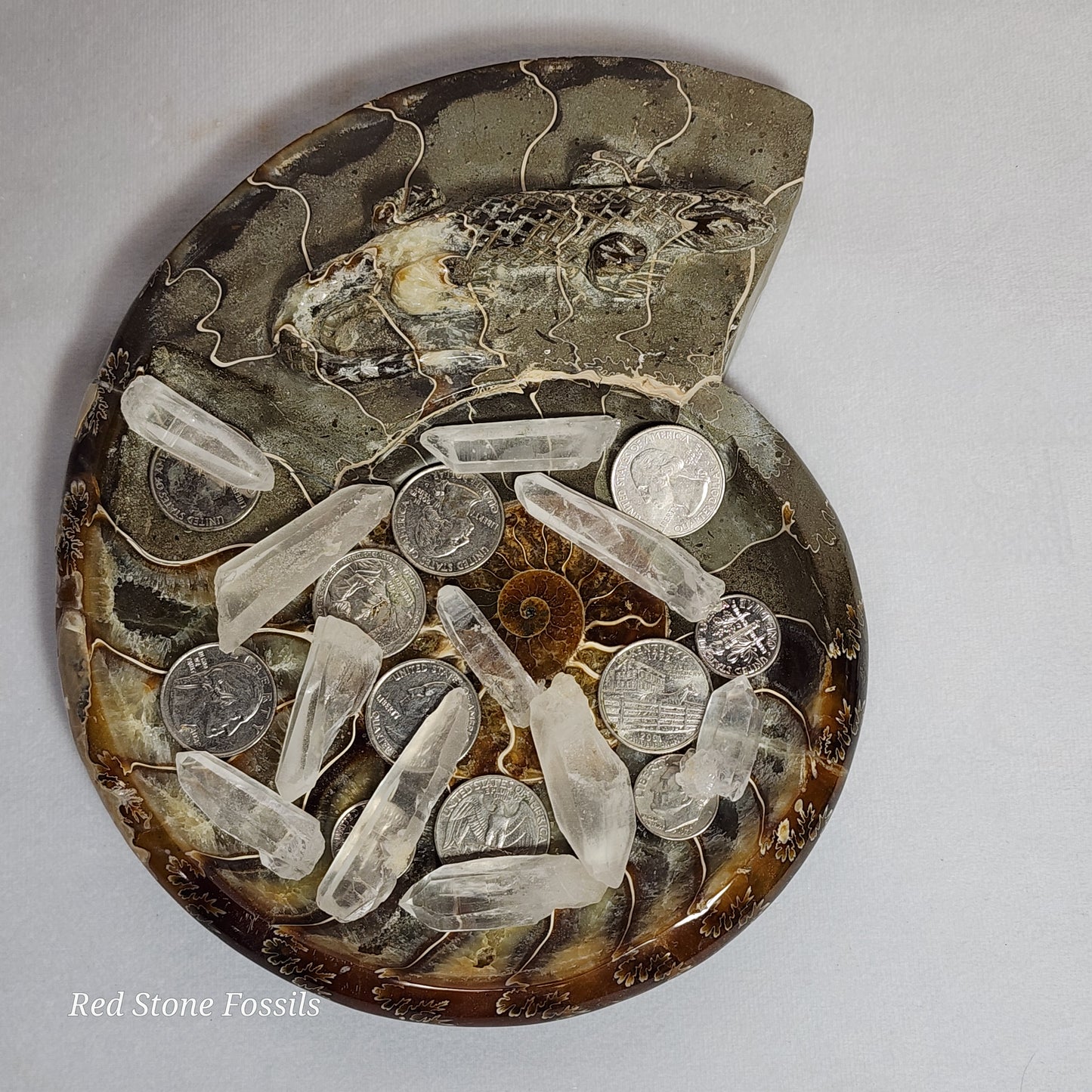 Polished Ammonite Dish