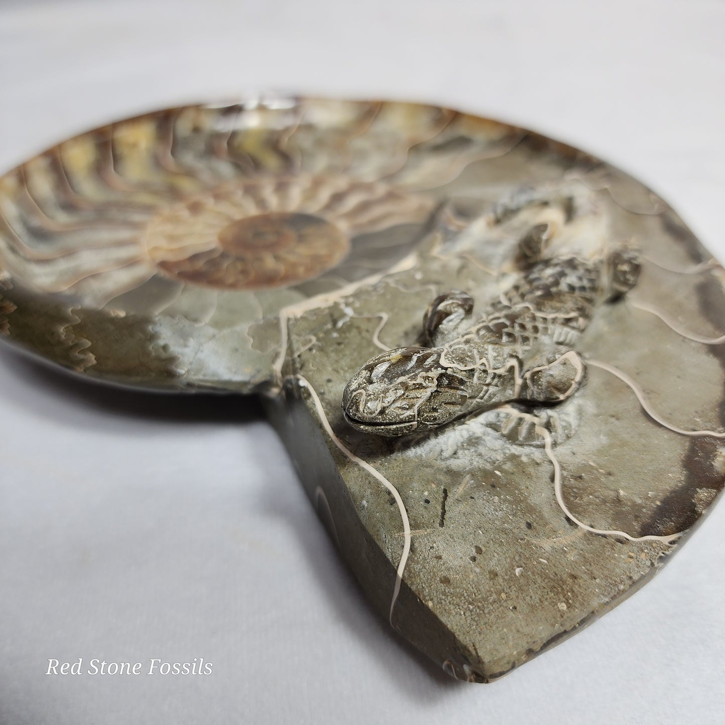 Polished Ammonite Dish