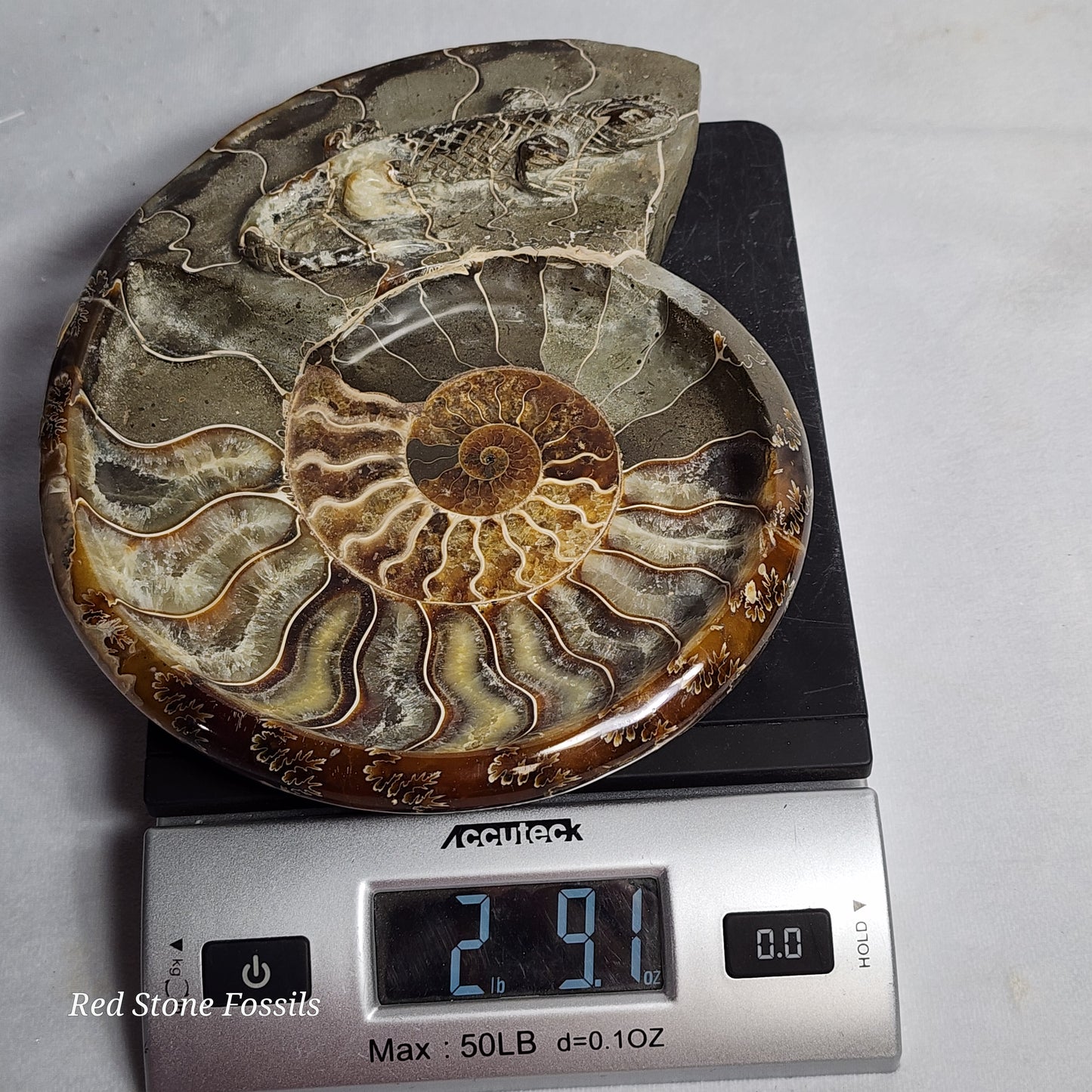 Polished Ammonite Dish