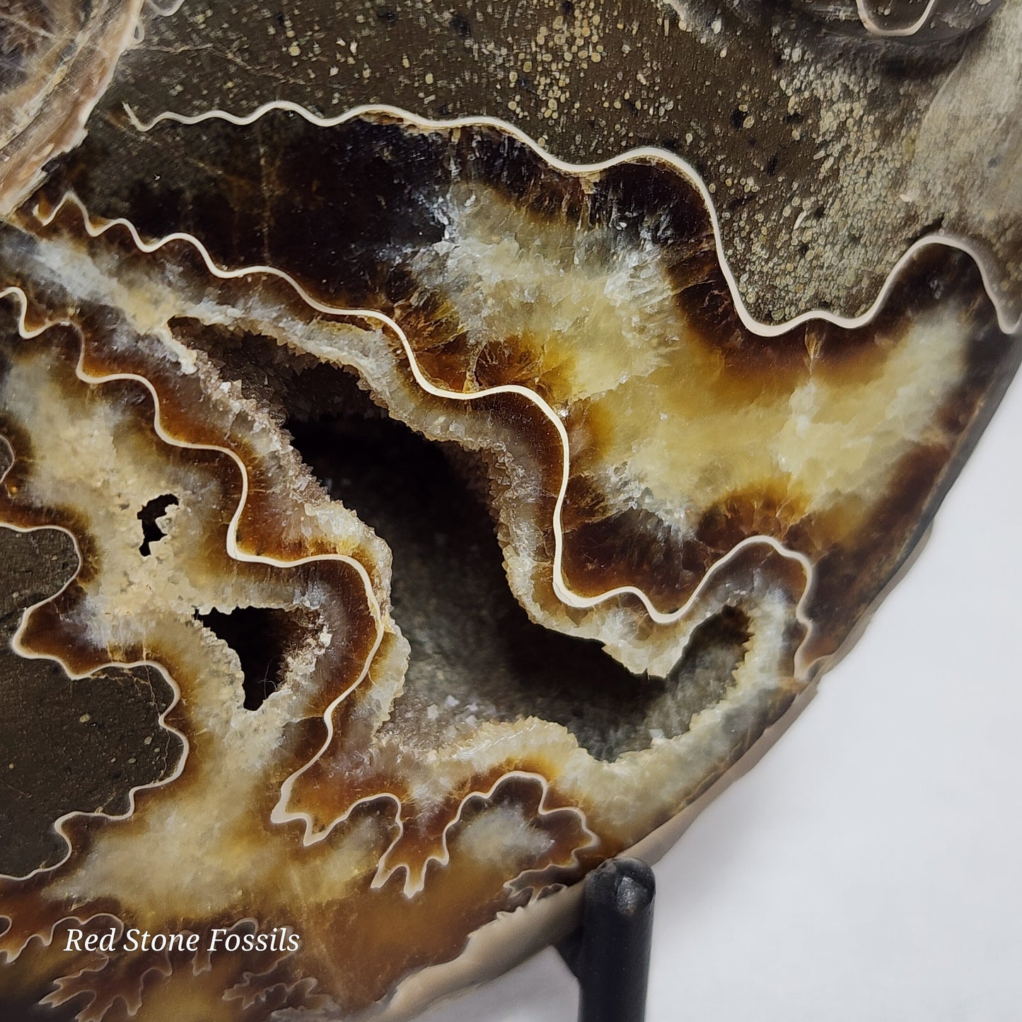 Unique Lizard Carved Ammonite