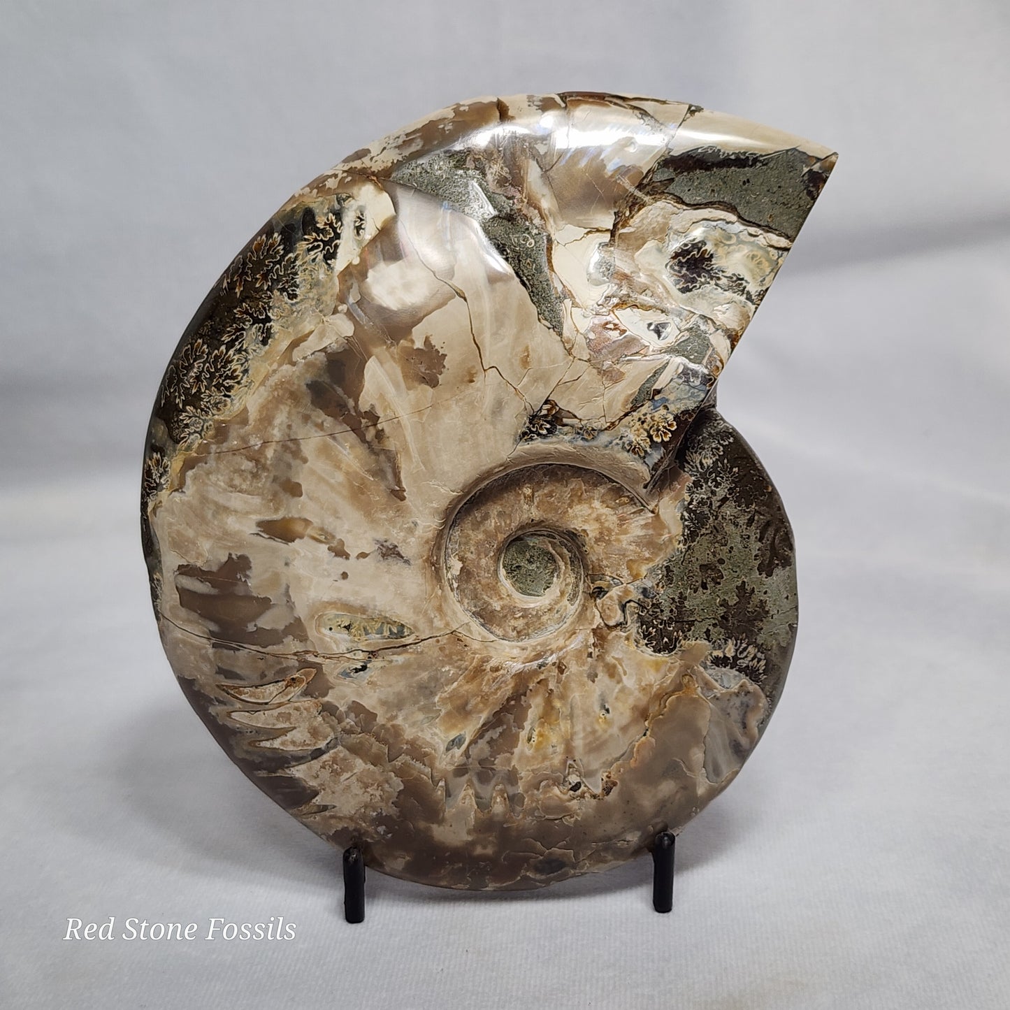Unique Lizard Carved Ammonite