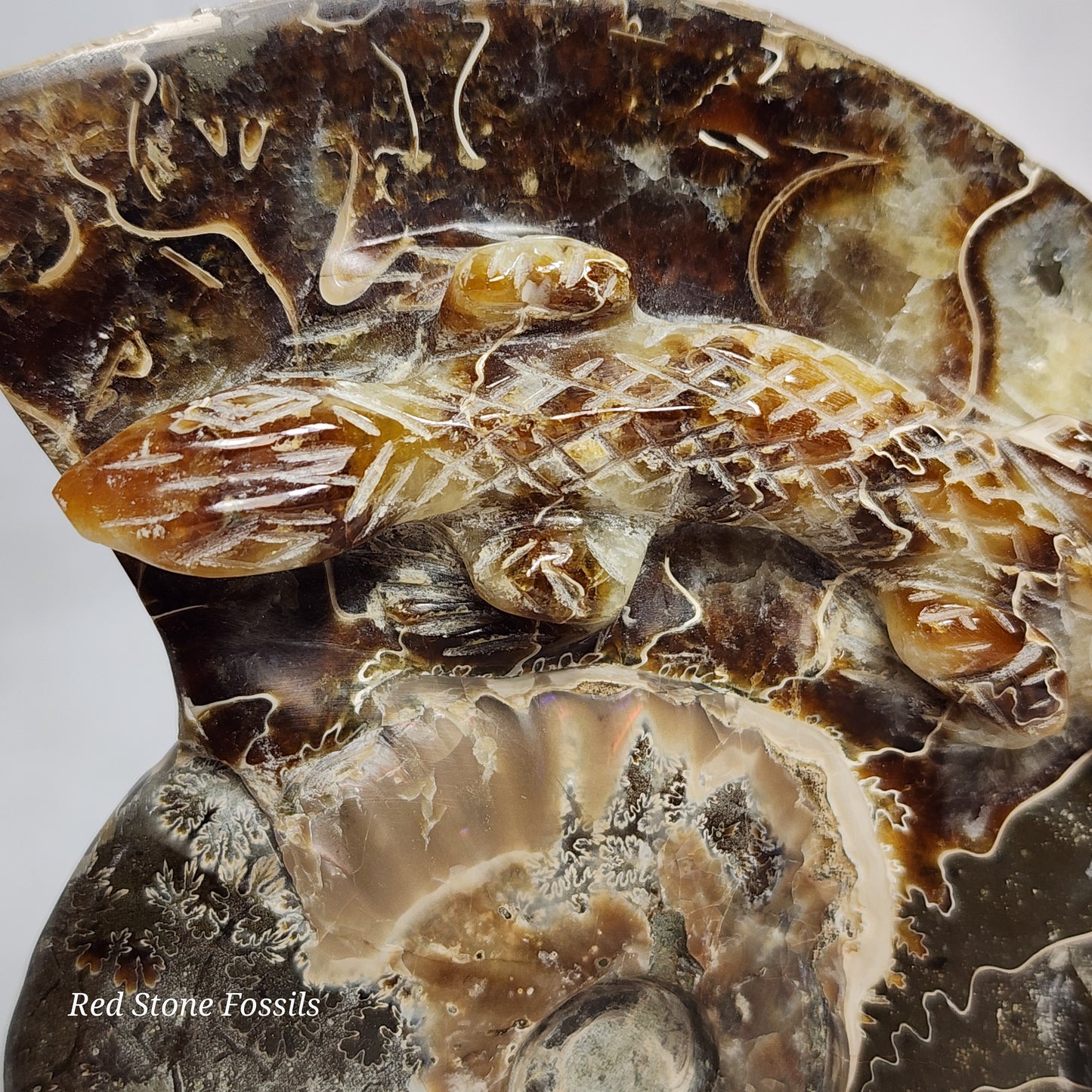 Unique Lizard Carved Ammonite