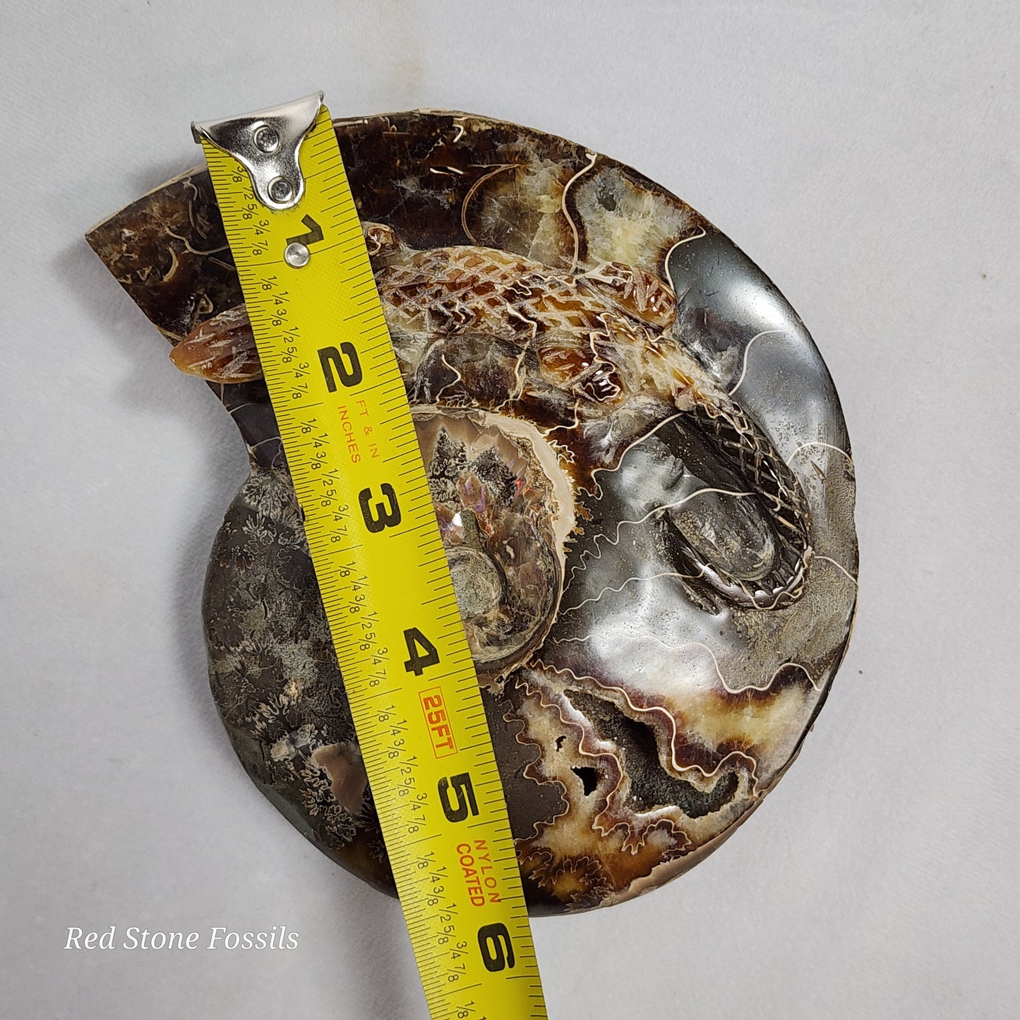 Unique Lizard Carved Ammonite