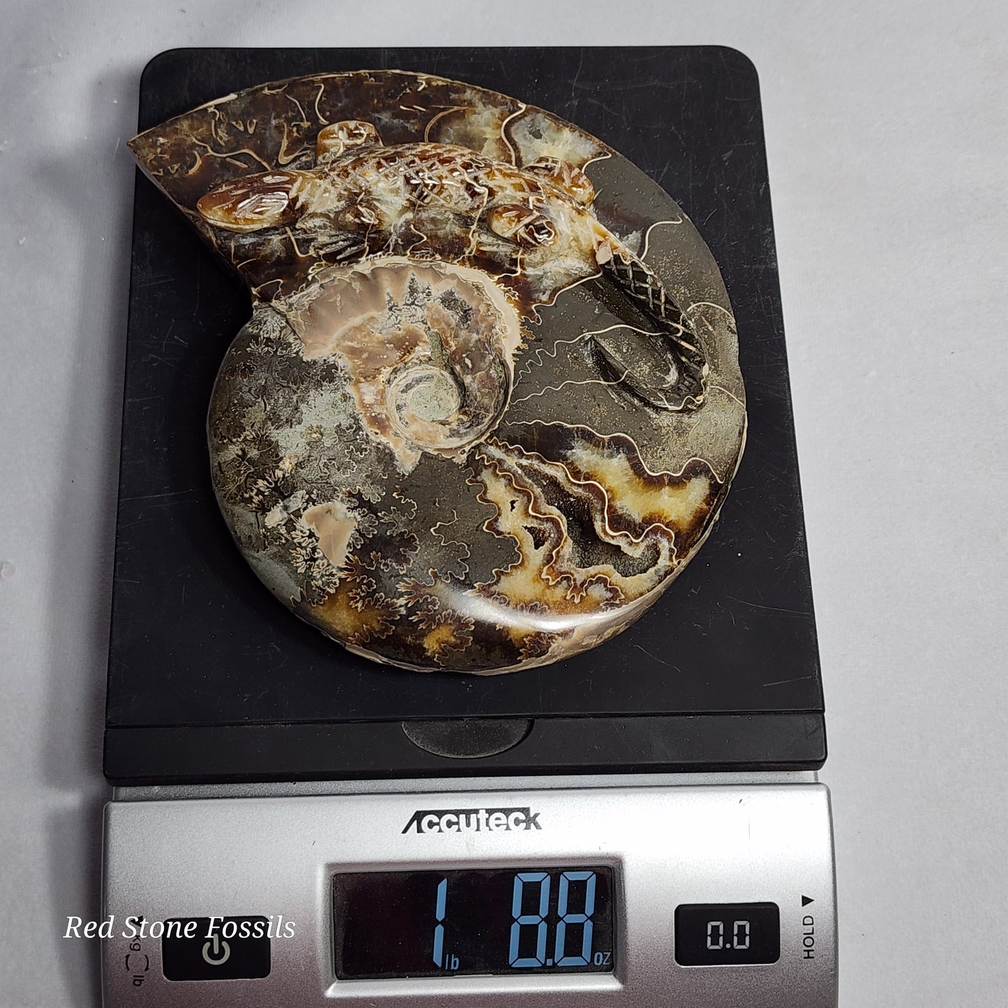 Unique Lizard Carved Ammonite
