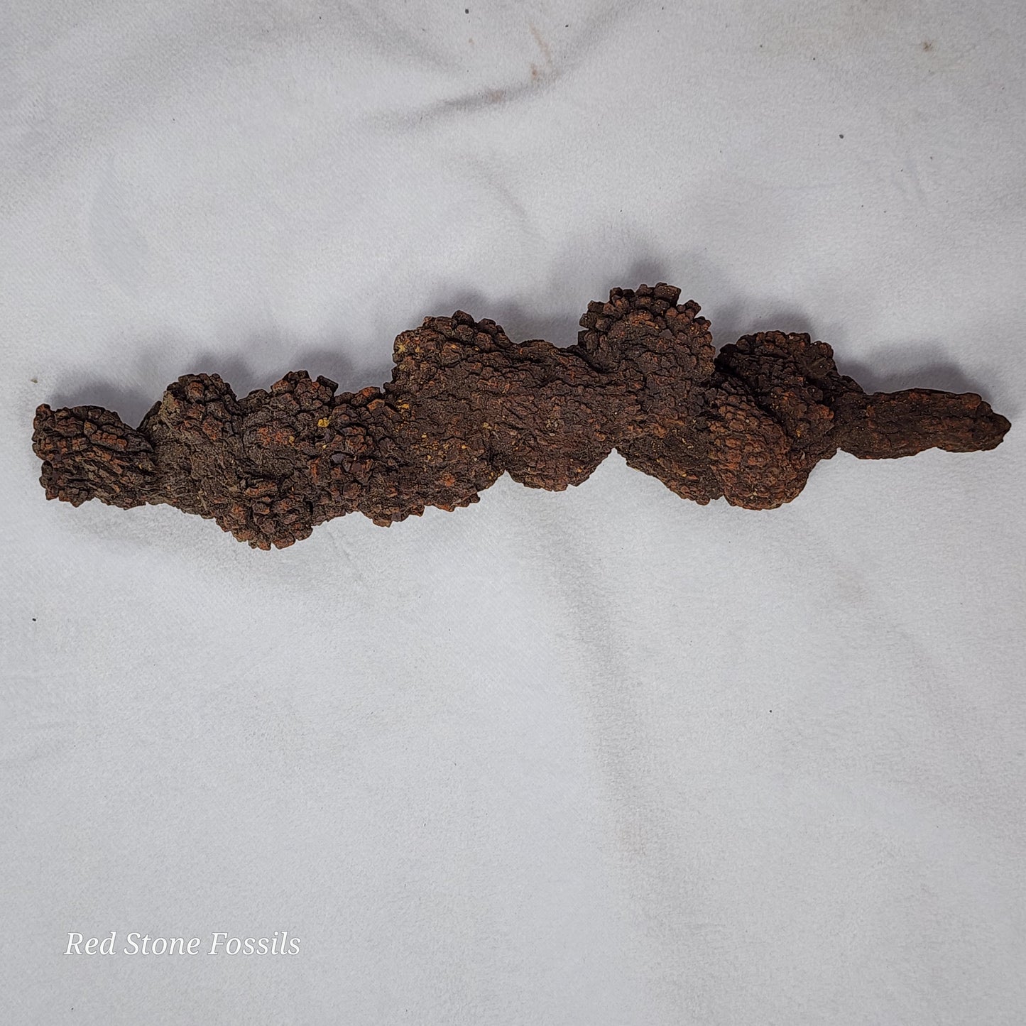Coprolite (Fossilized Poo) from Madagascar