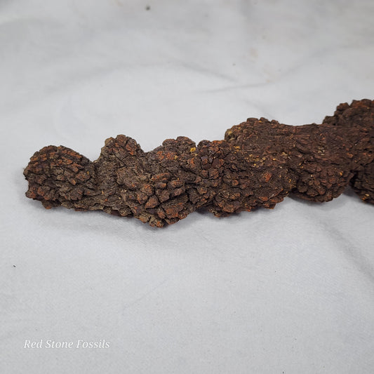 Coprolite (Fossilized Poo) from Madagascar