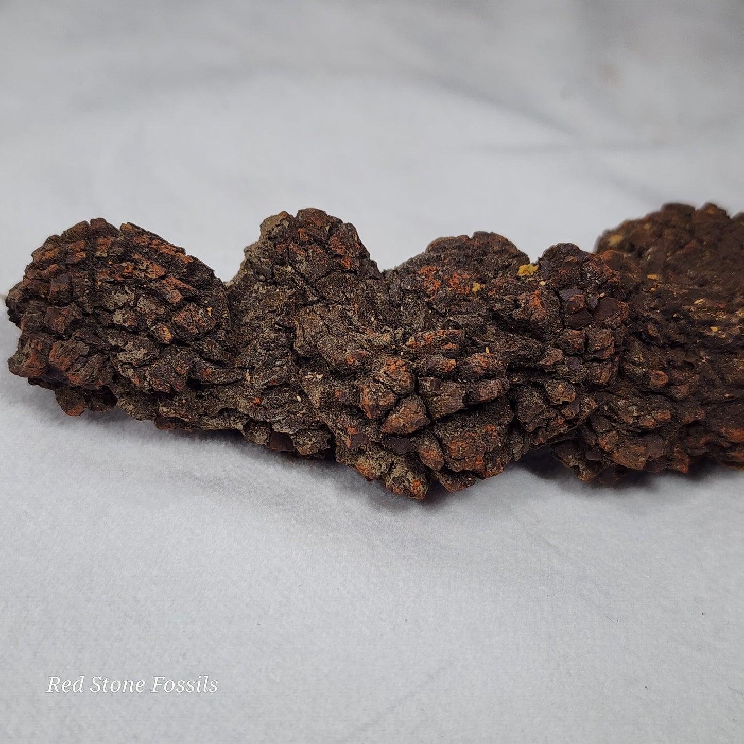 Coprolite (Fossilized Poo) from Madagascar