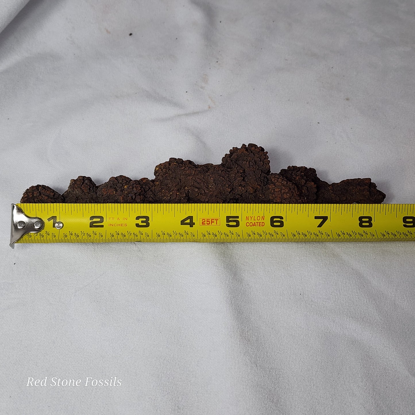Coprolite (Fossilized Poo) from Madagascar
