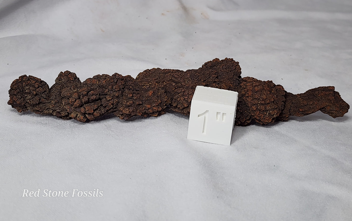 Coprolite (Fossilized Poo) from Madagascar