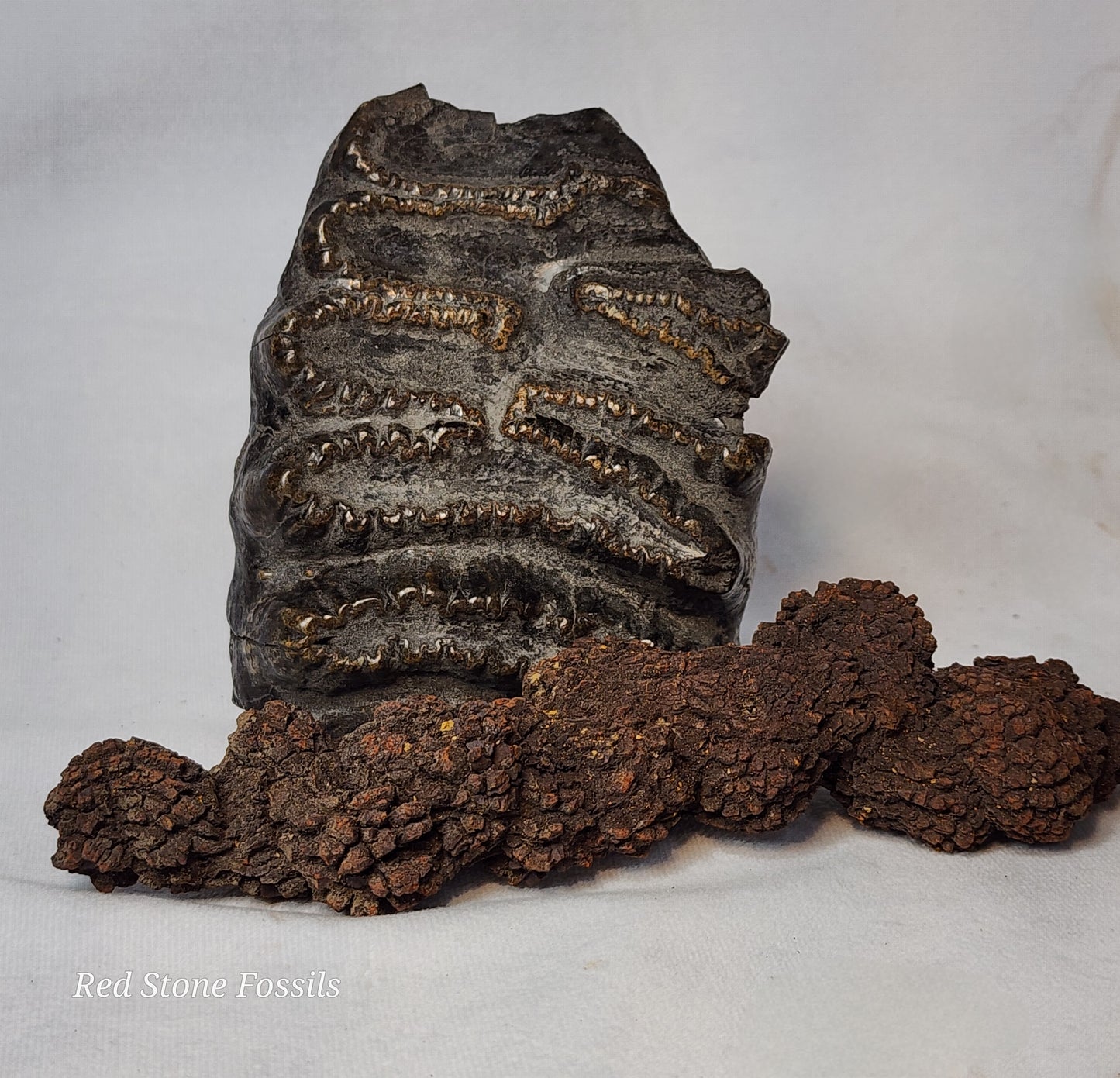 Coprolite (Fossilized Poo) from Madagascar