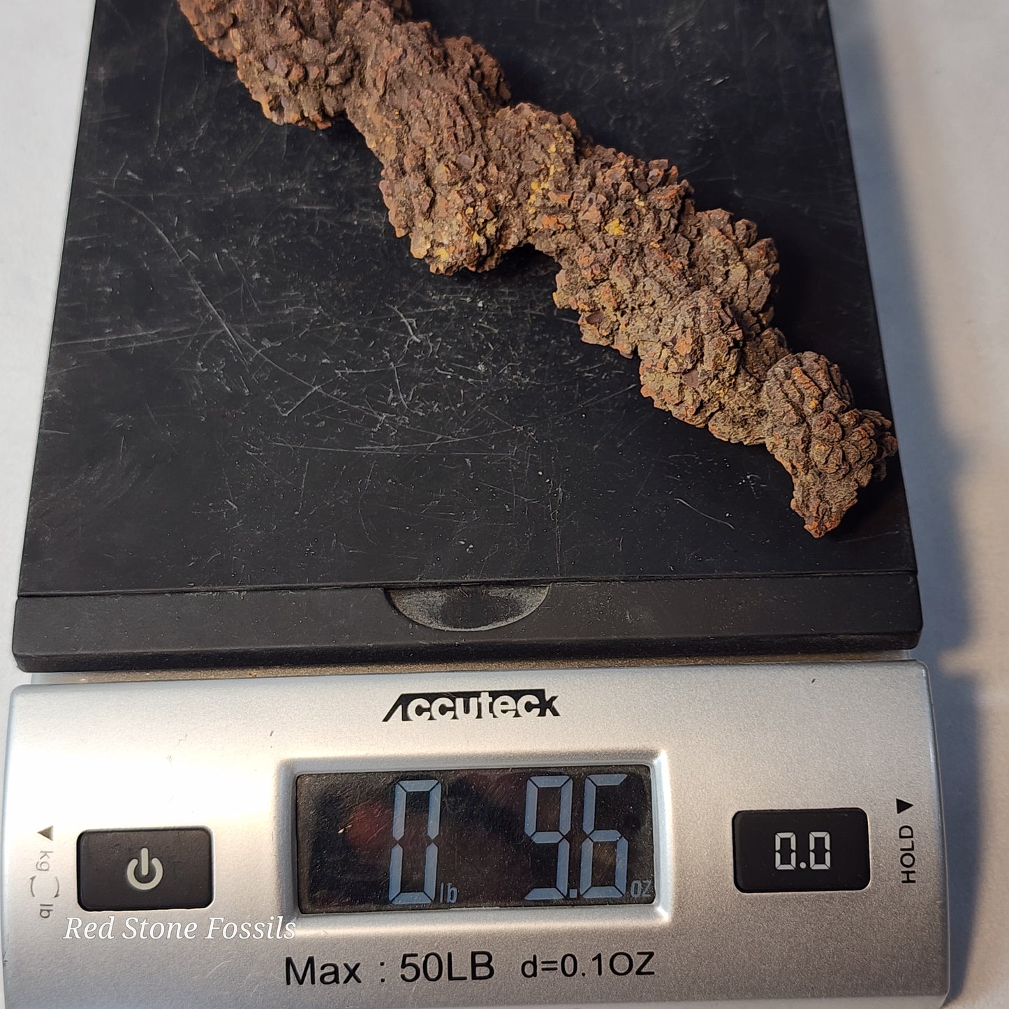 Coprolite (Fossilized Poo) from Madagascar